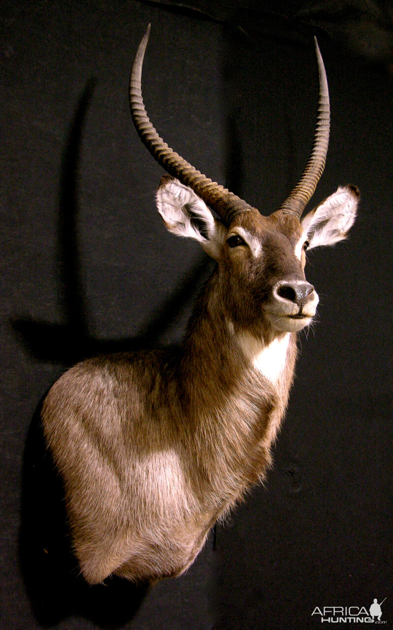 Waterbuck Shoulder Mount Taxidermy