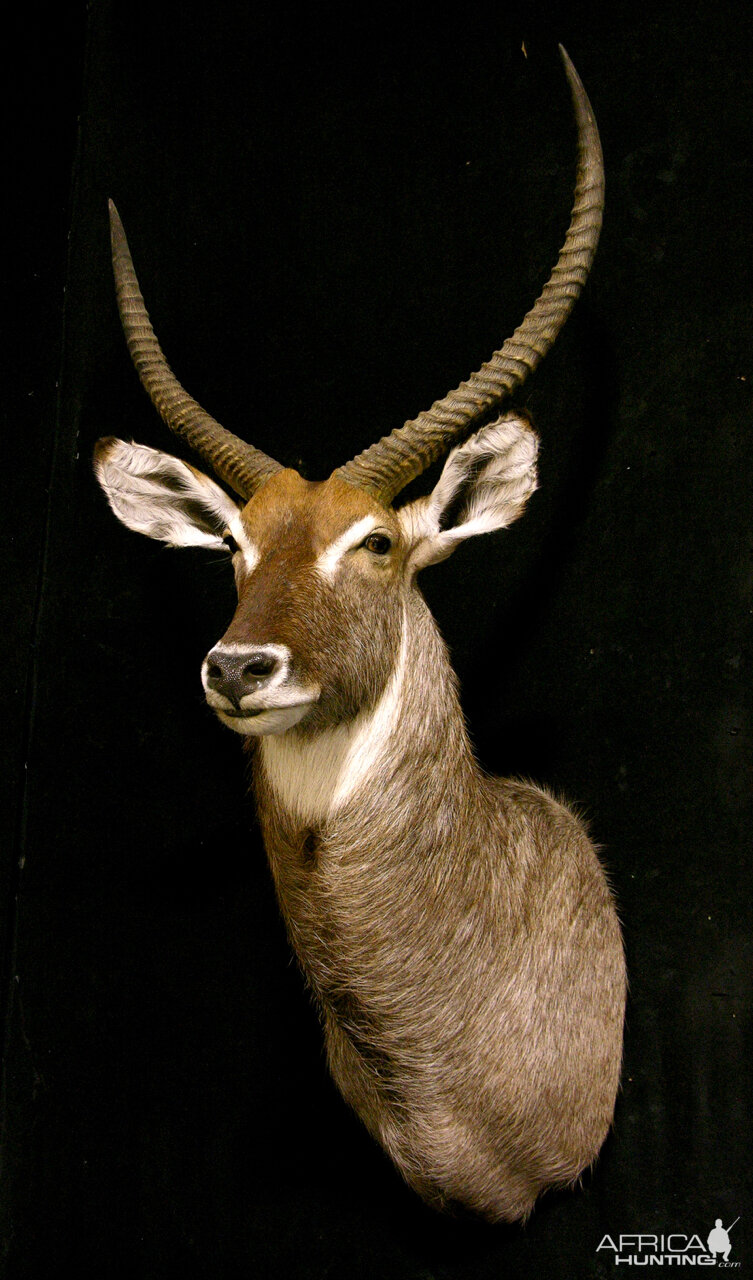 Waterbuck Shoulder Mount Taxidermy