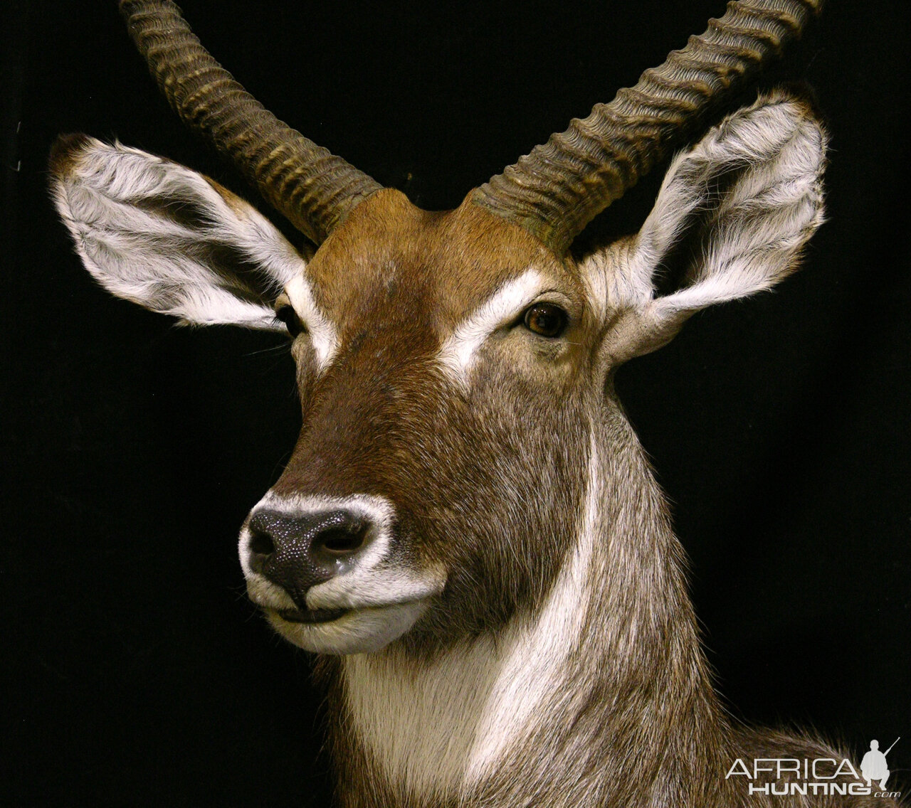 Waterbuck Shoulder Mount Taxidermy