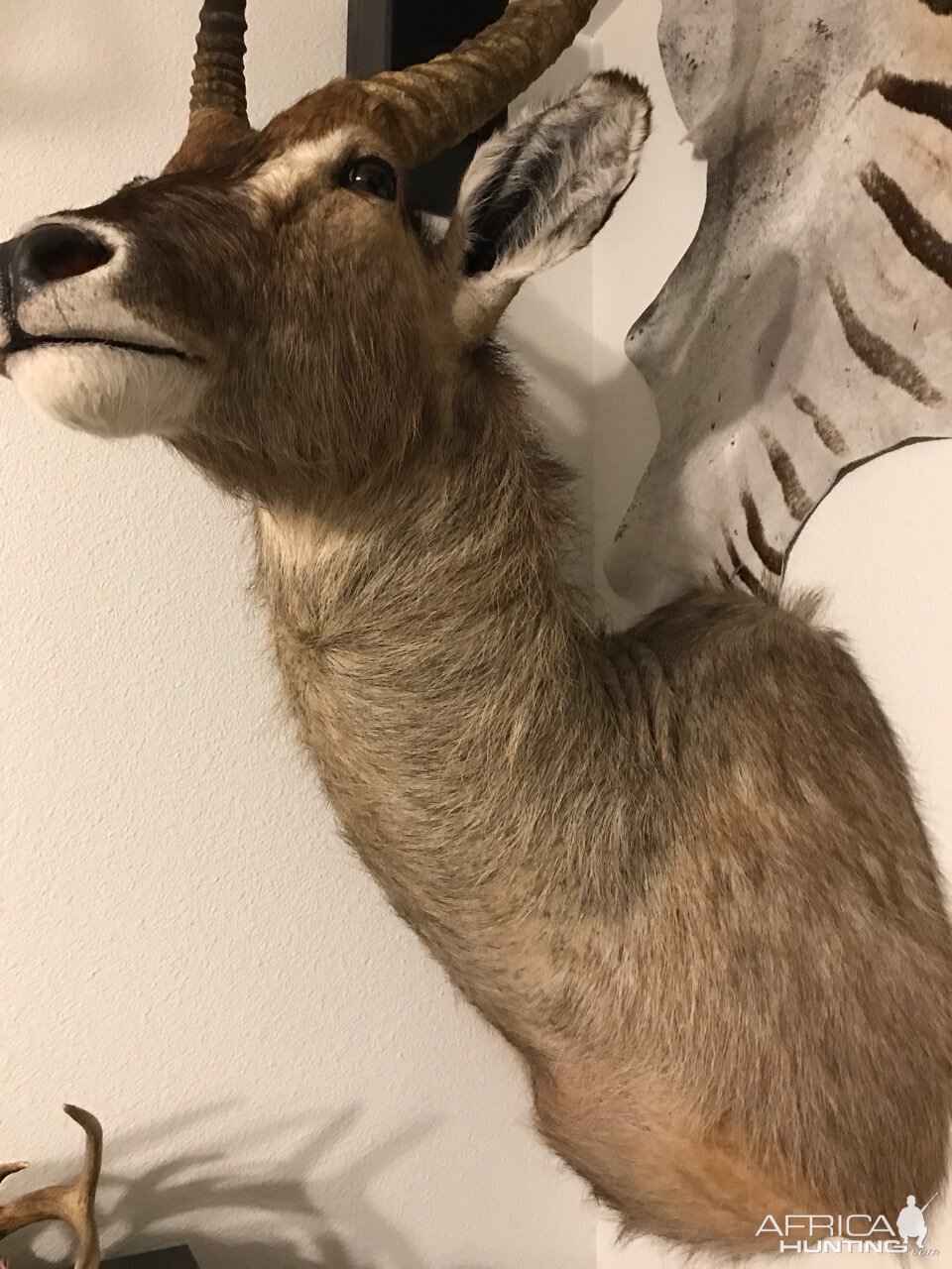 Waterbuck Shoulder Mount Taxidermy