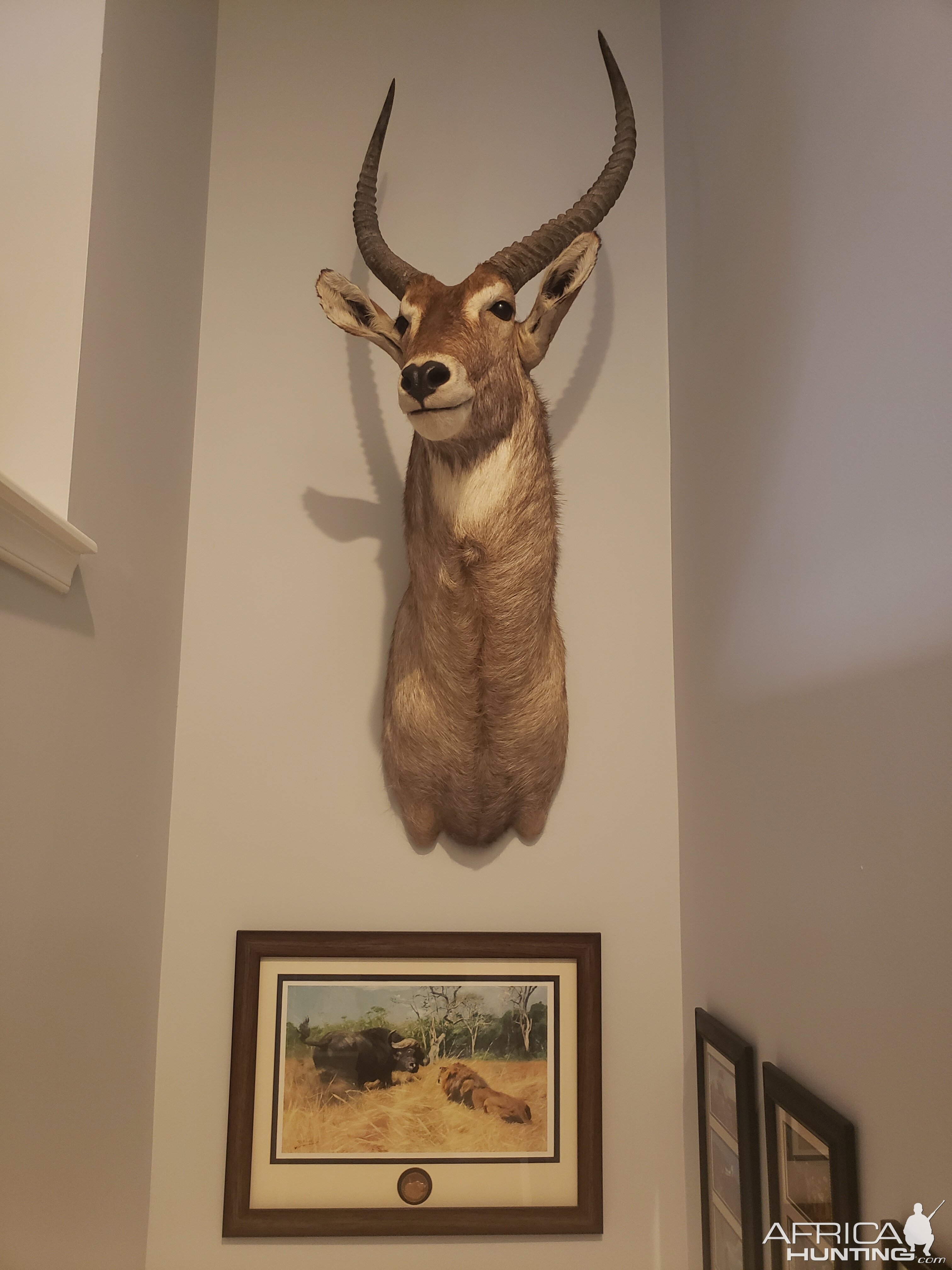 Waterbuck Shoulder Mount Taxidermy