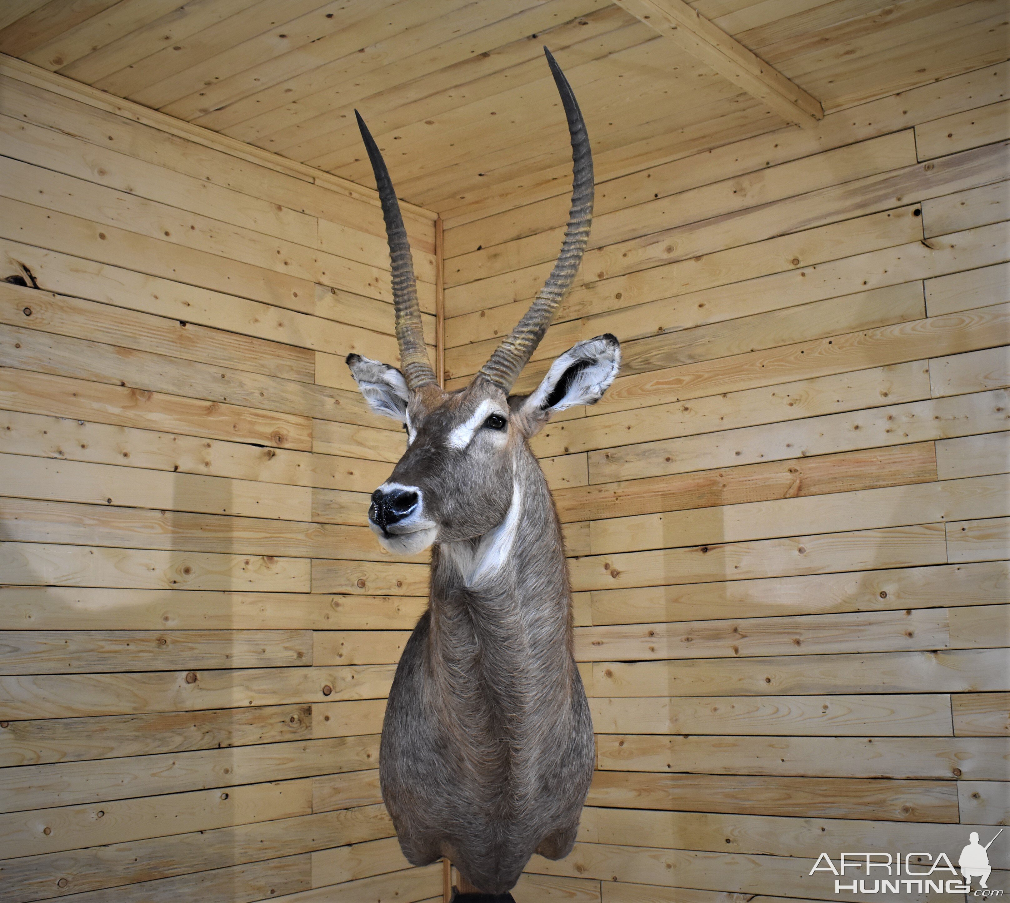 Waterbuck Shoulder Mount Taxidermy