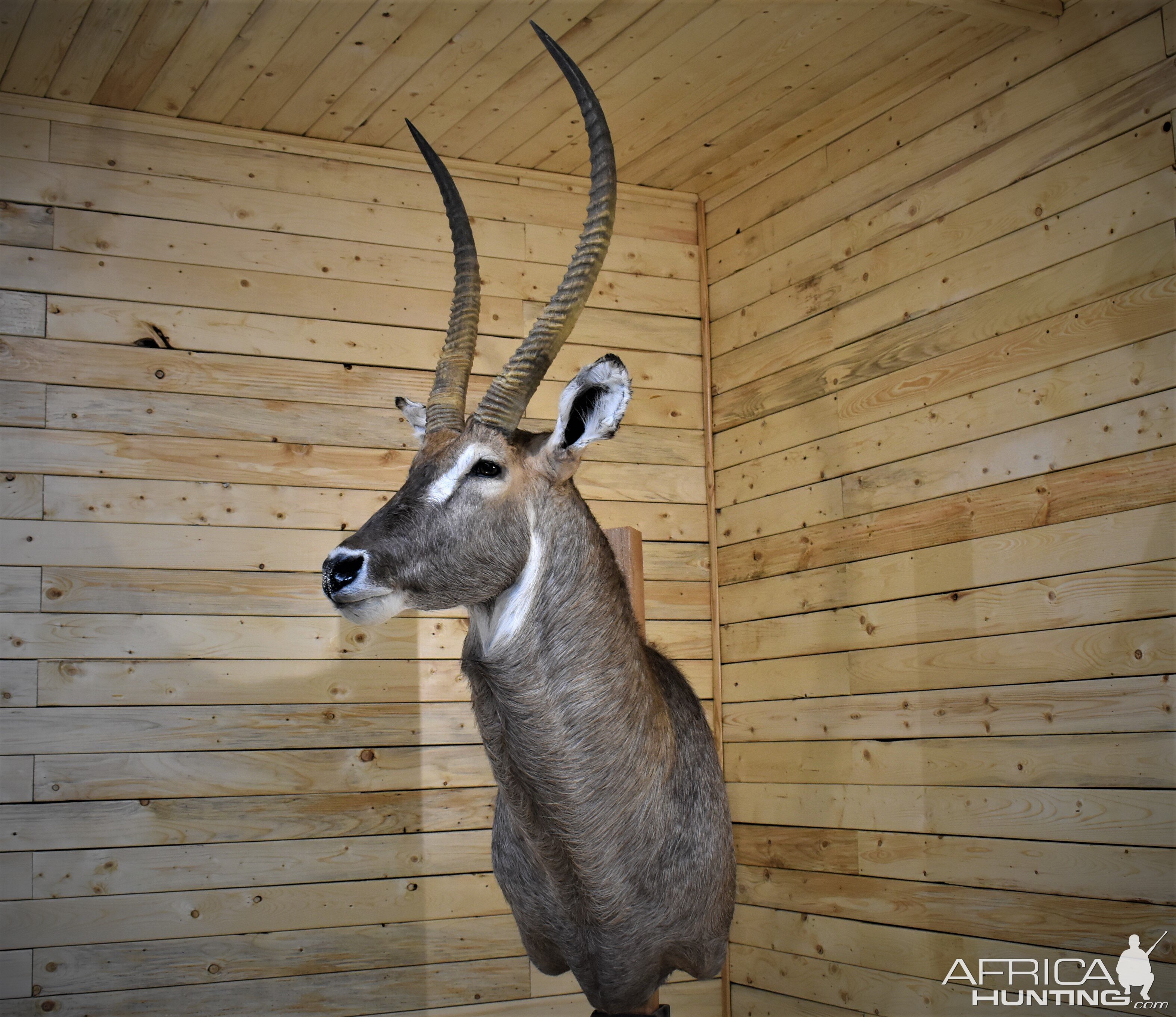 Waterbuck Shoulder Mount Taxidermy