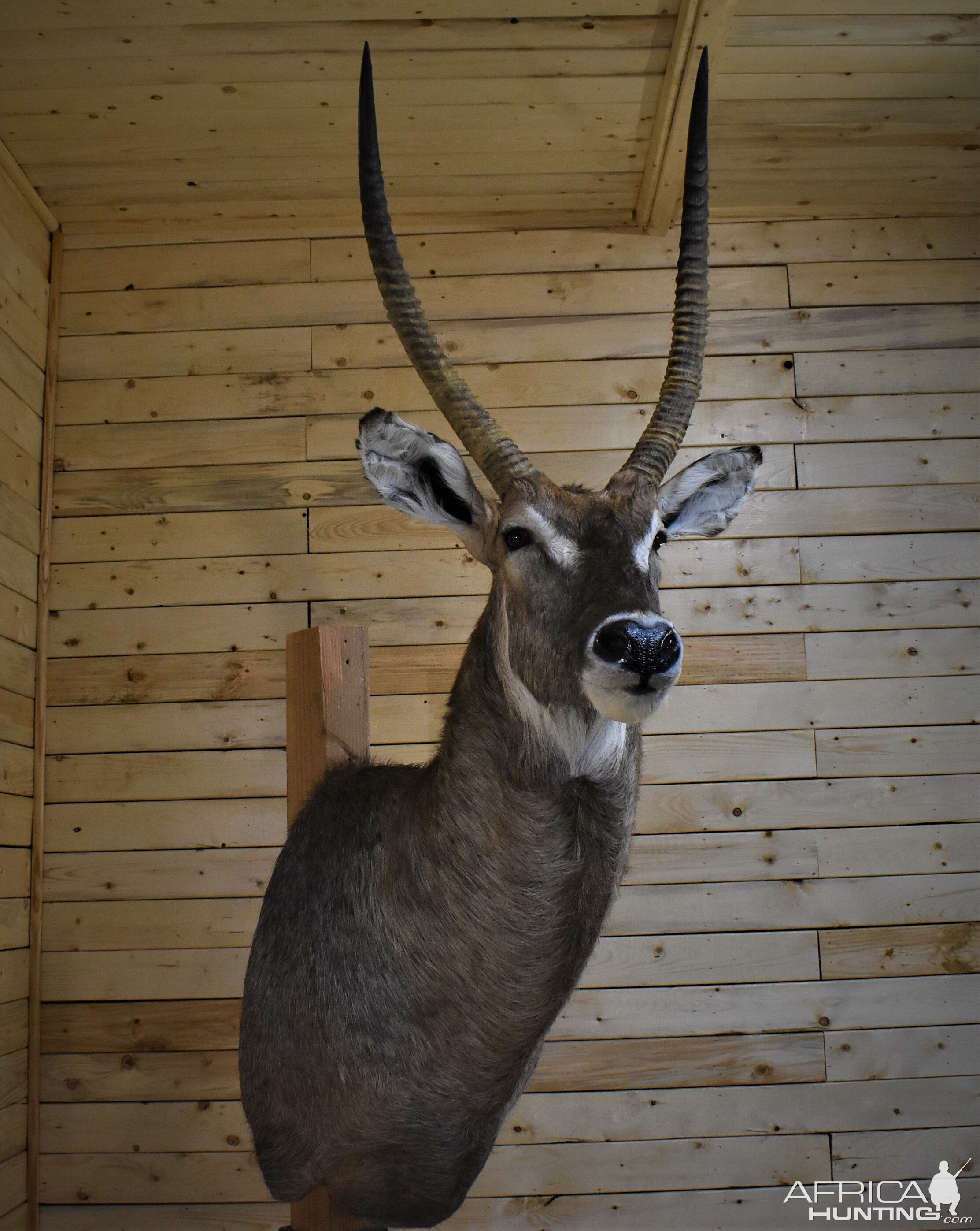 Waterbuck Shoulder Mount Taxidermy