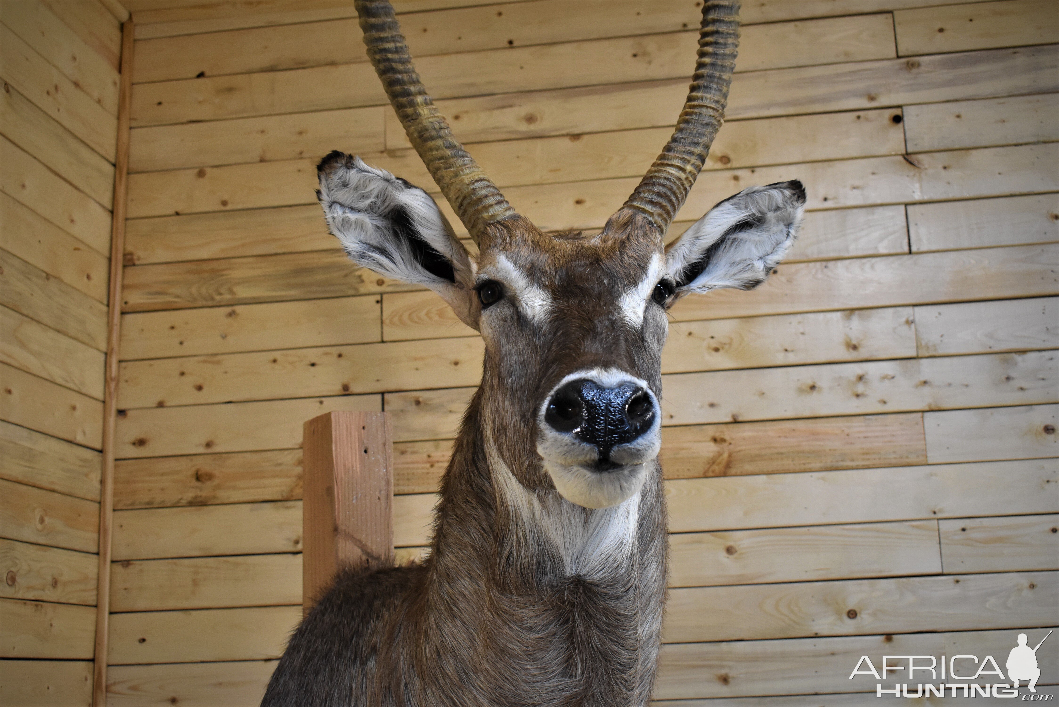 Waterbuck Shoulder Mount Taxidermy