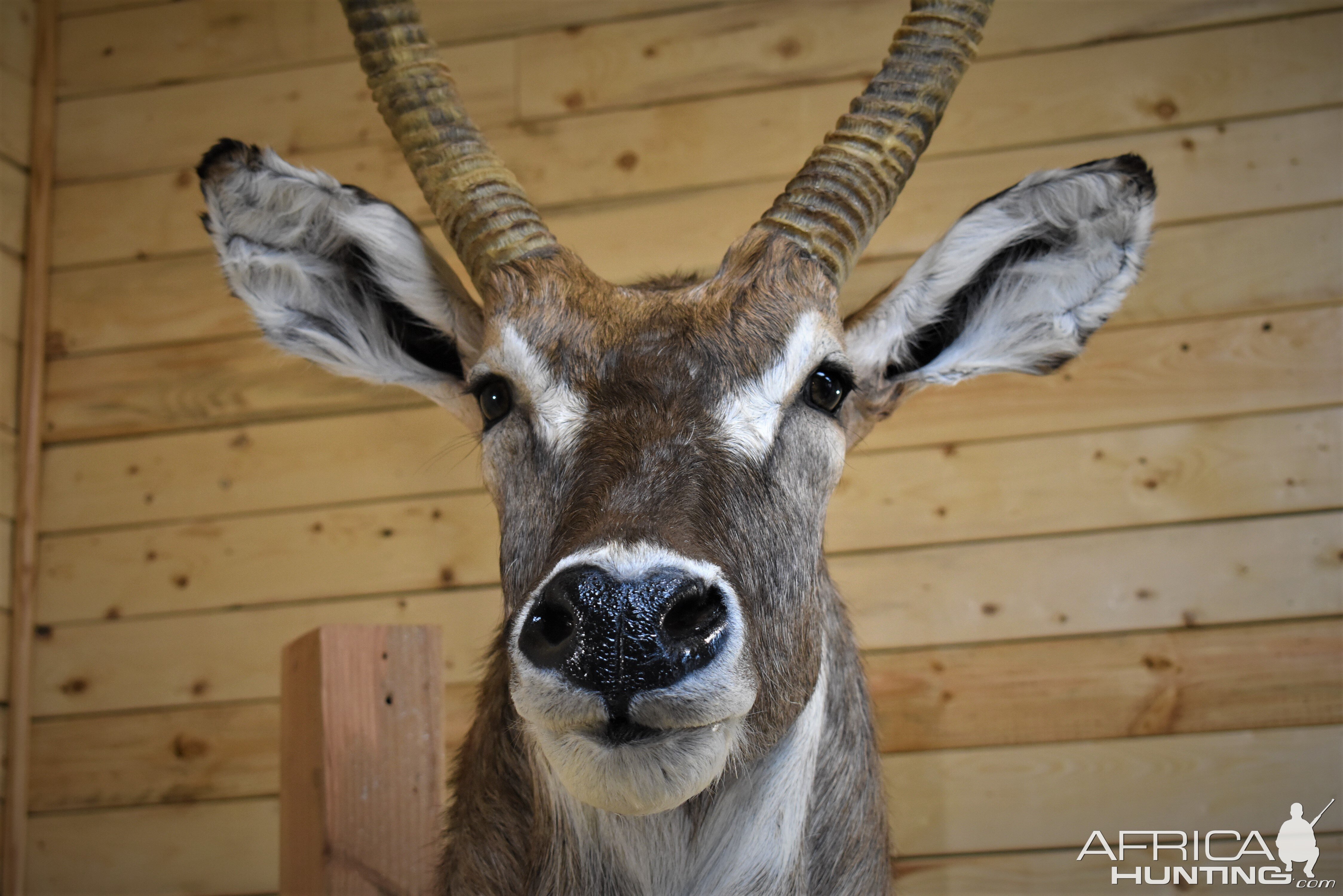 Waterbuck Shoulder Mount Taxidermy