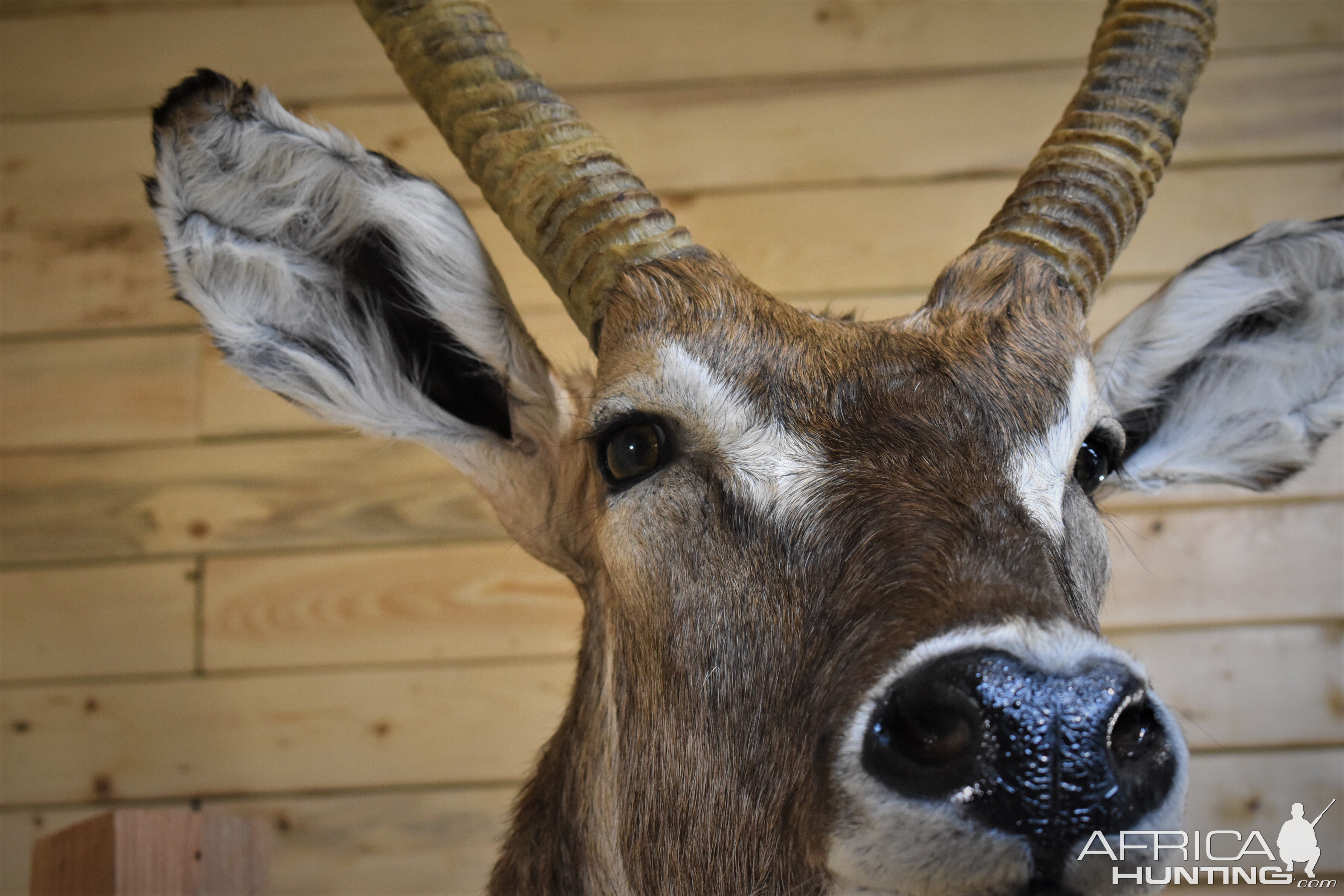 Waterbuck Shoulder Mount Taxidermy