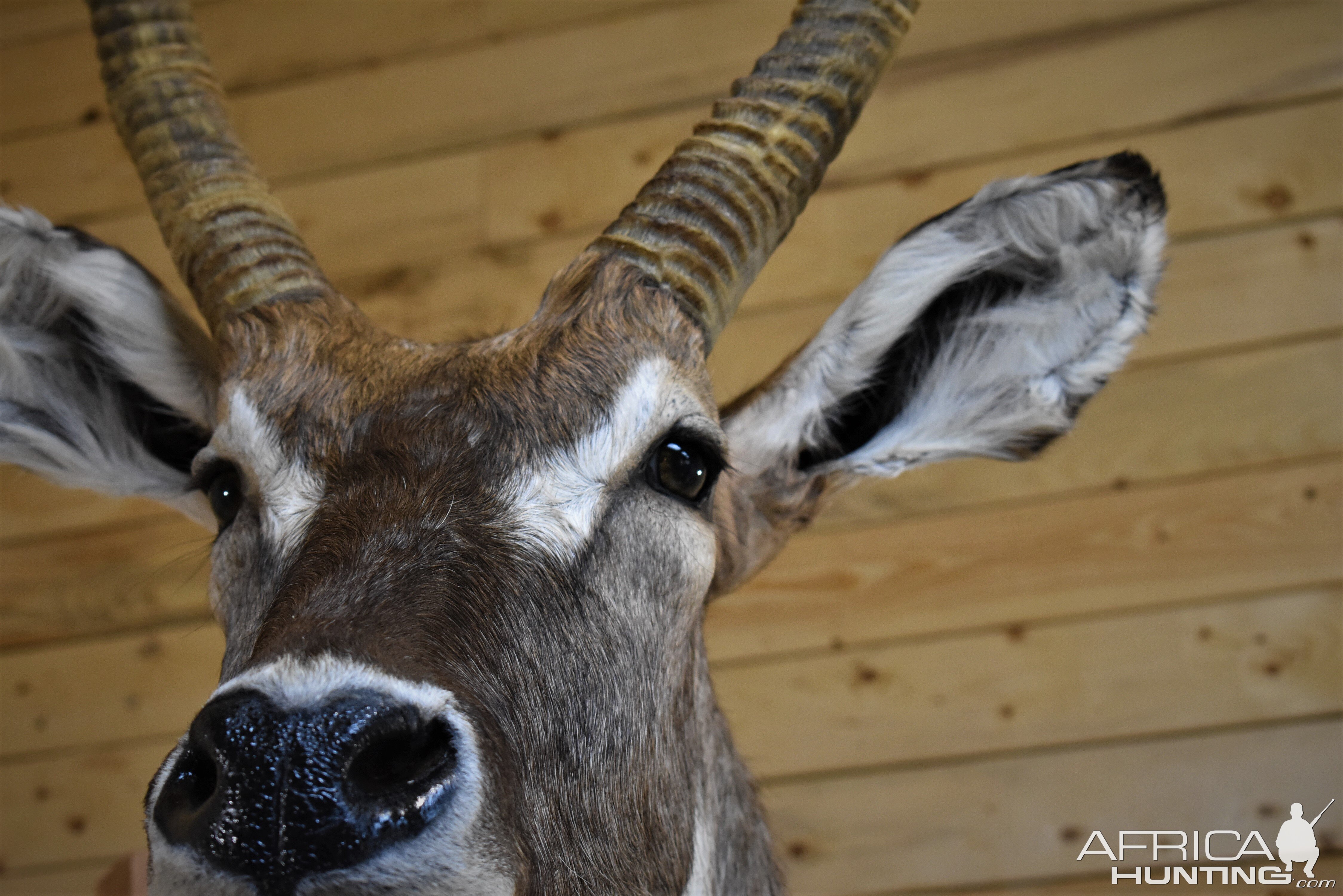 Waterbuck Shoulder Mount Taxidermy