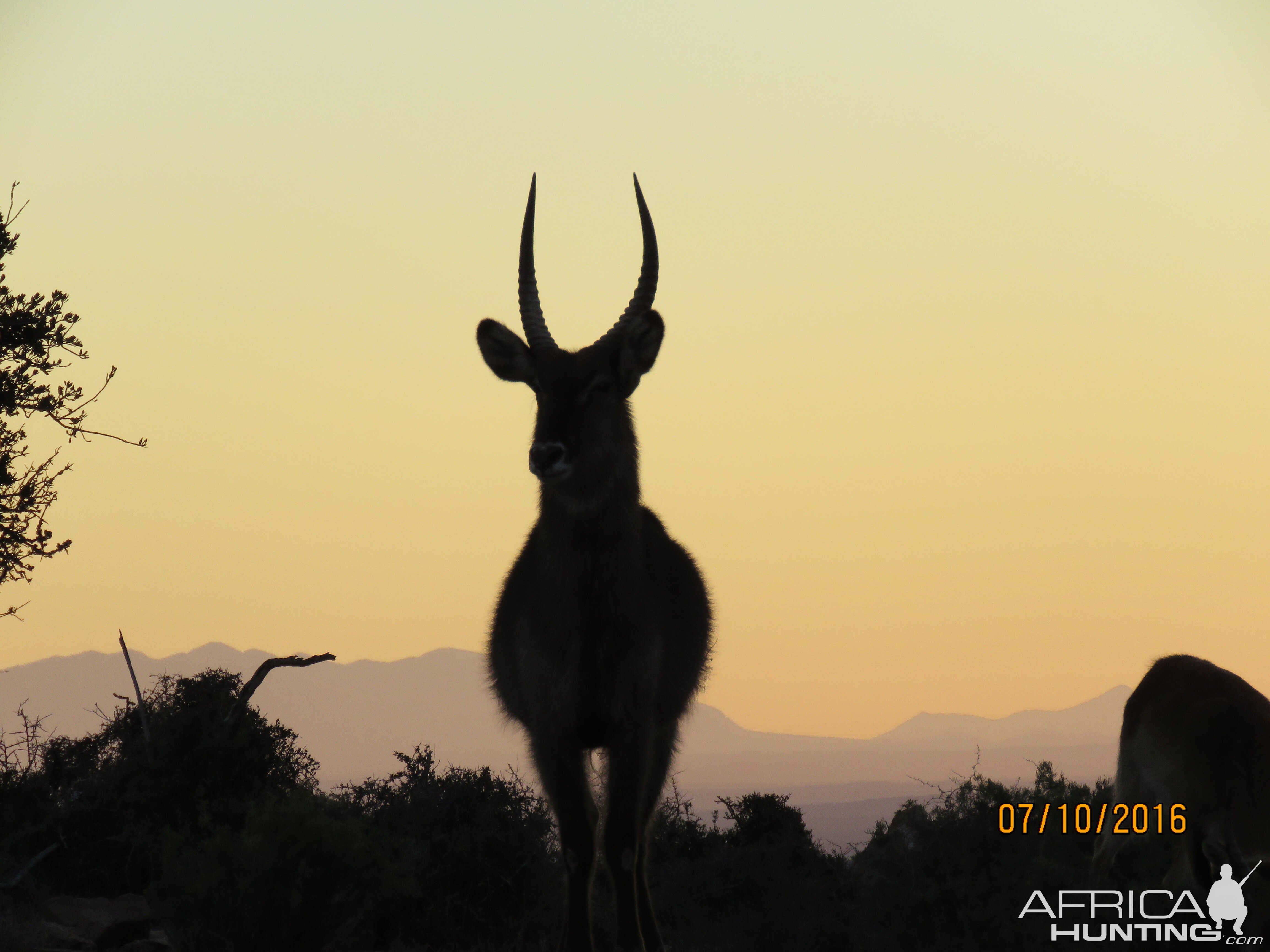 Waterbuck silhouette