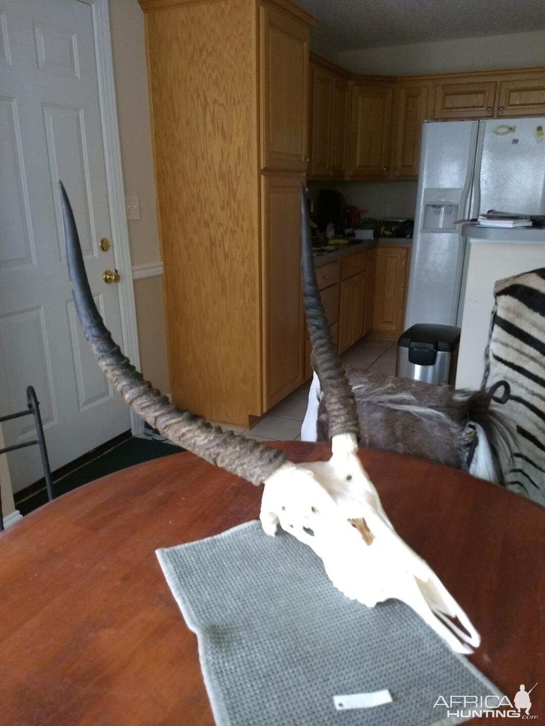 Waterbuck Skull Mount Taxidermy