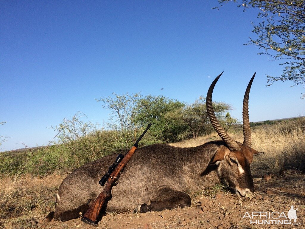 Waterbuck South Africa Hunt