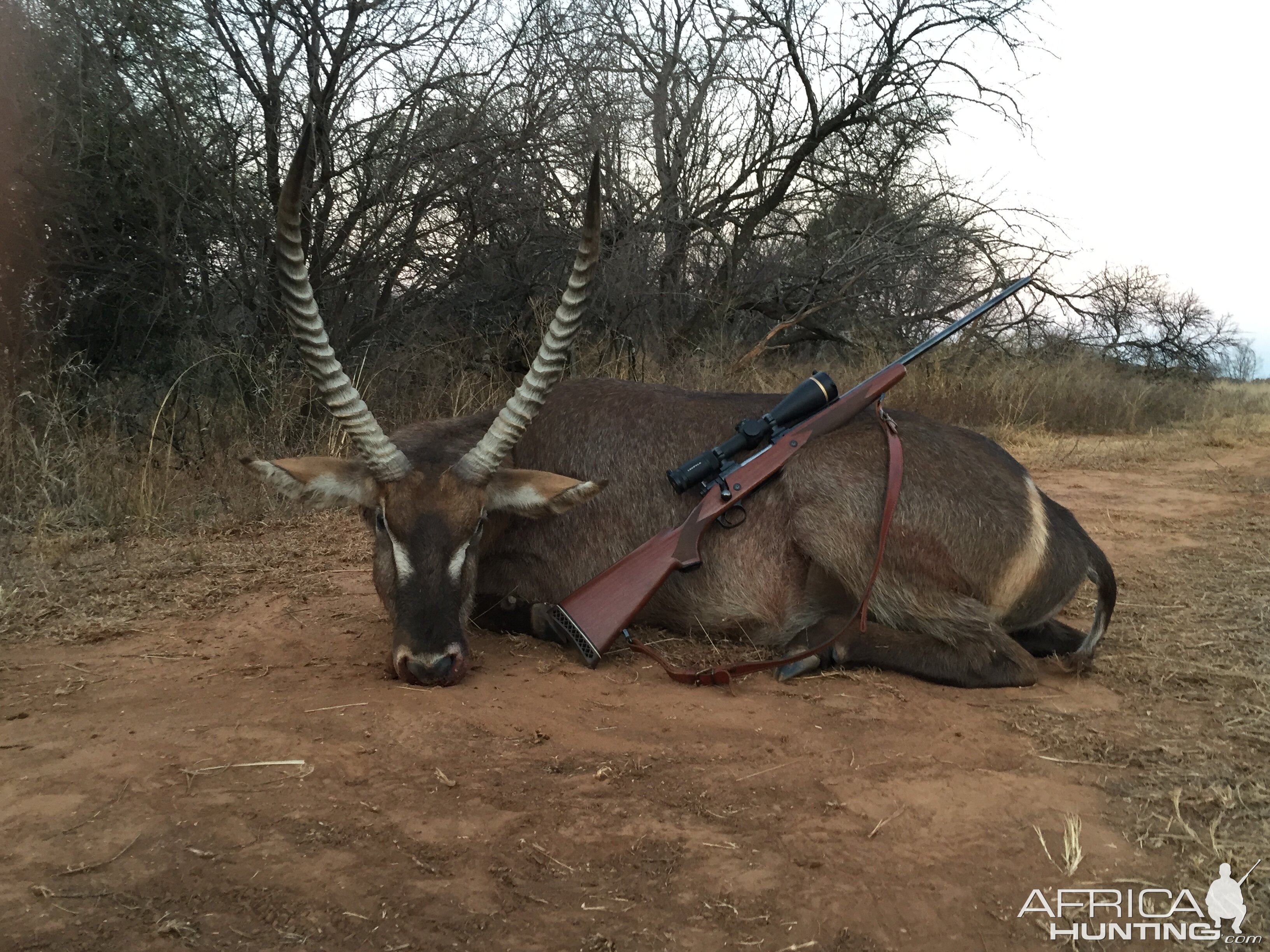 Waterbuck South Africa Hunt