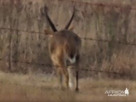 Waterbuck South Africa