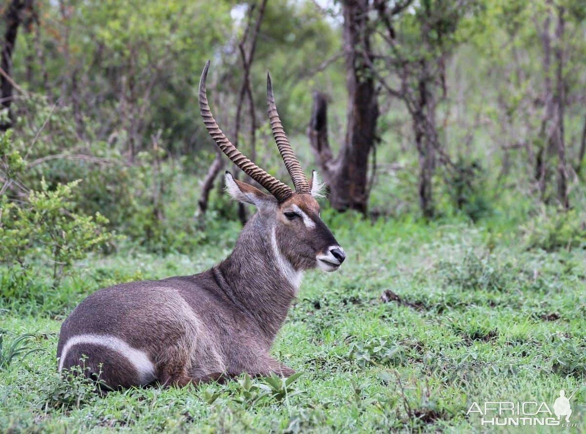 Waterbuck South Africa