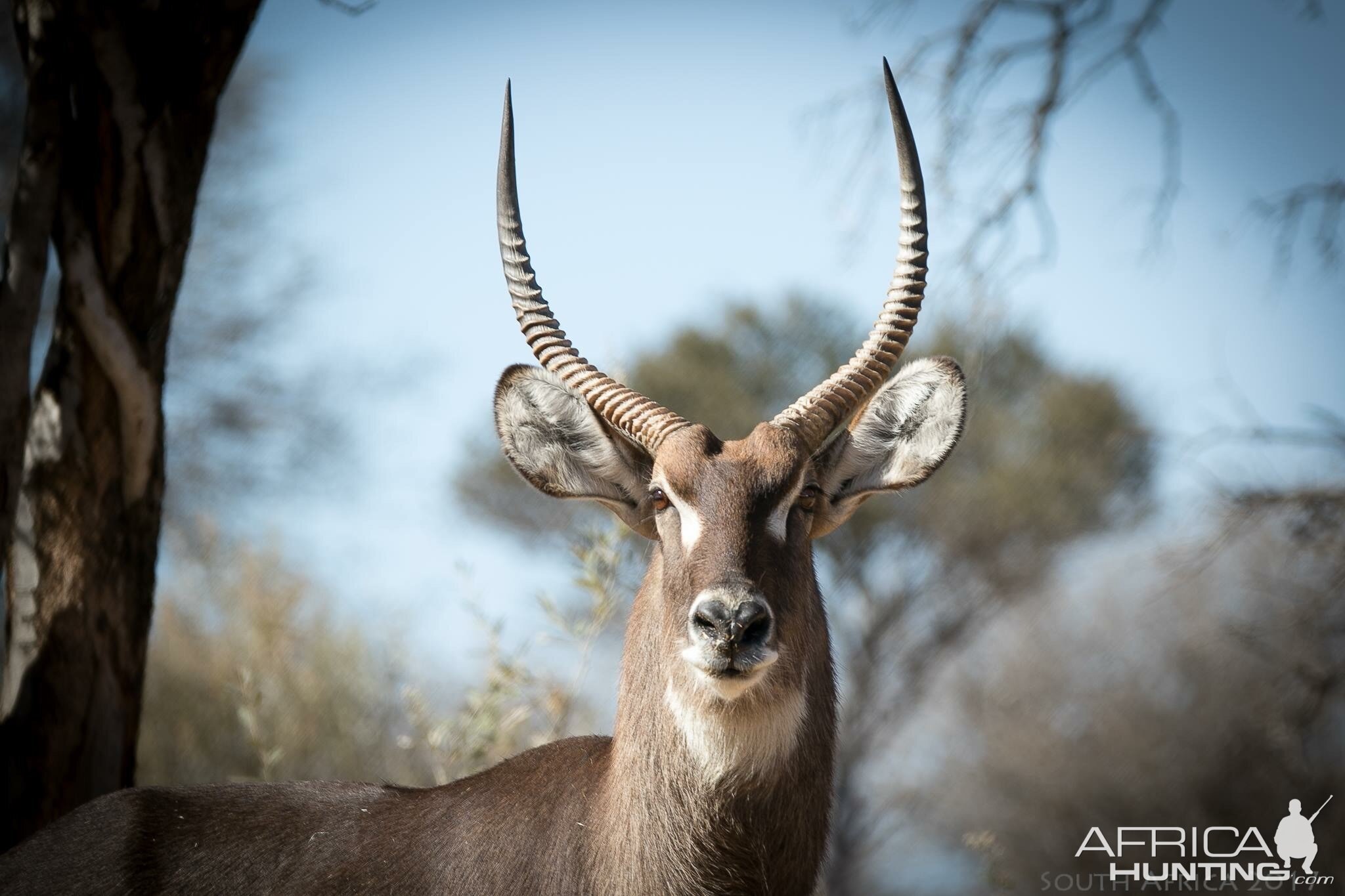 Waterbuck South Africa