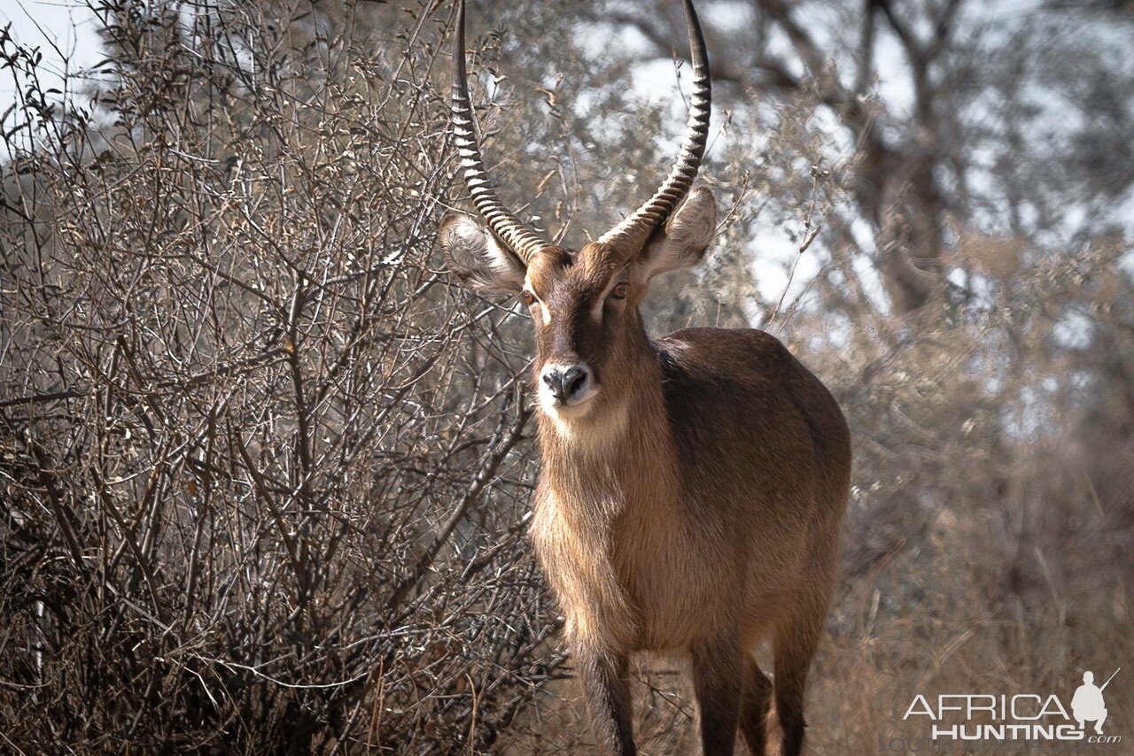 Waterbuck South Africa