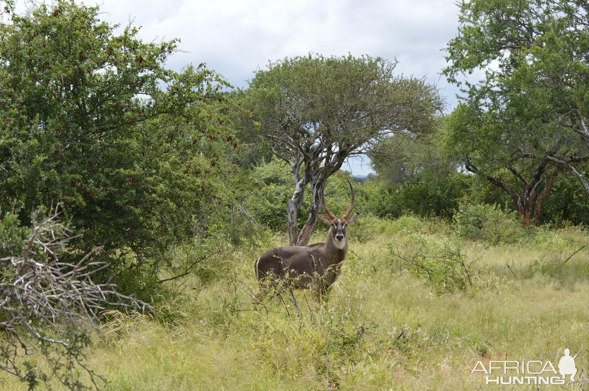 Waterbuck South Africa