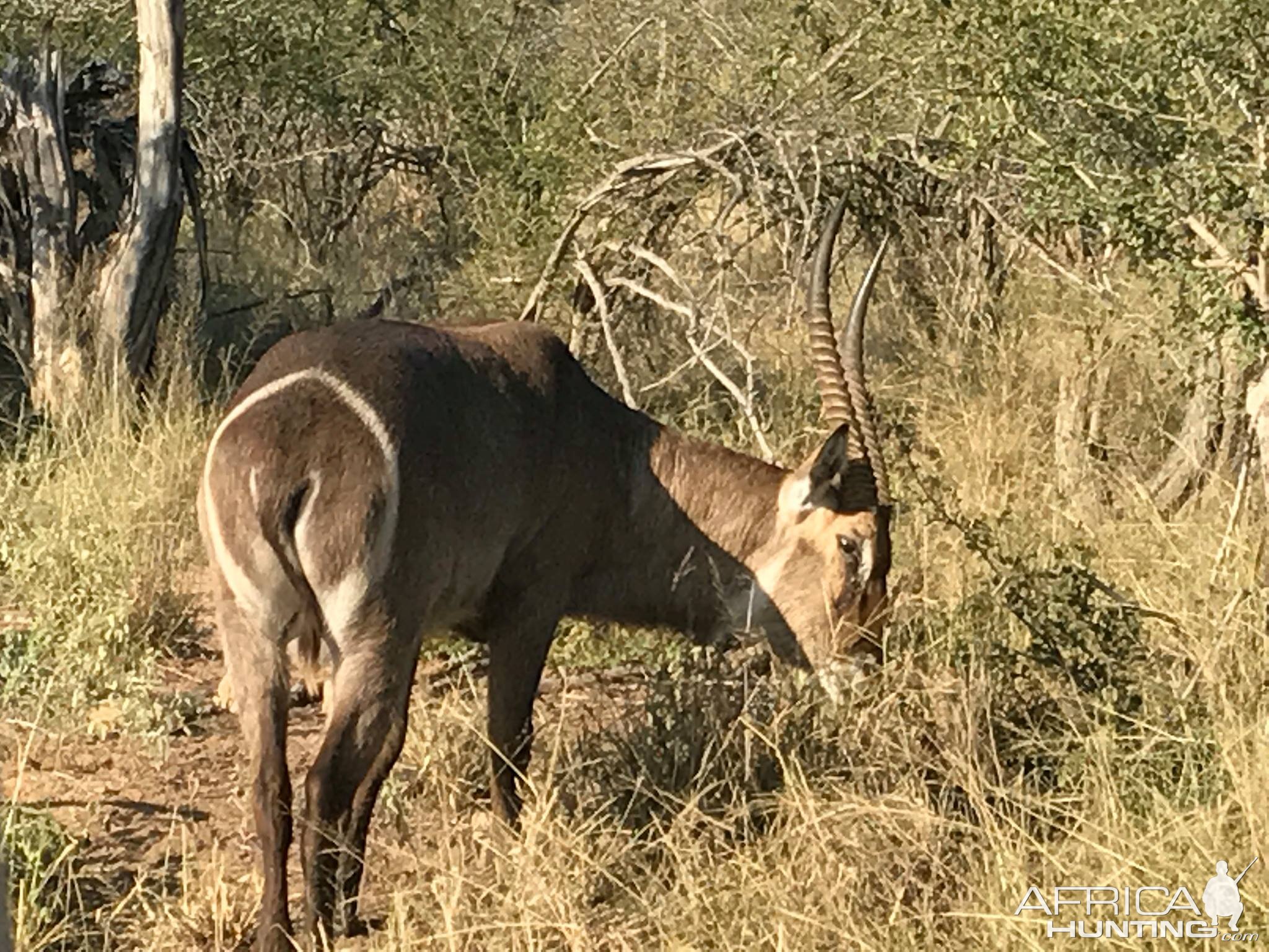 Waterbuck South Africa