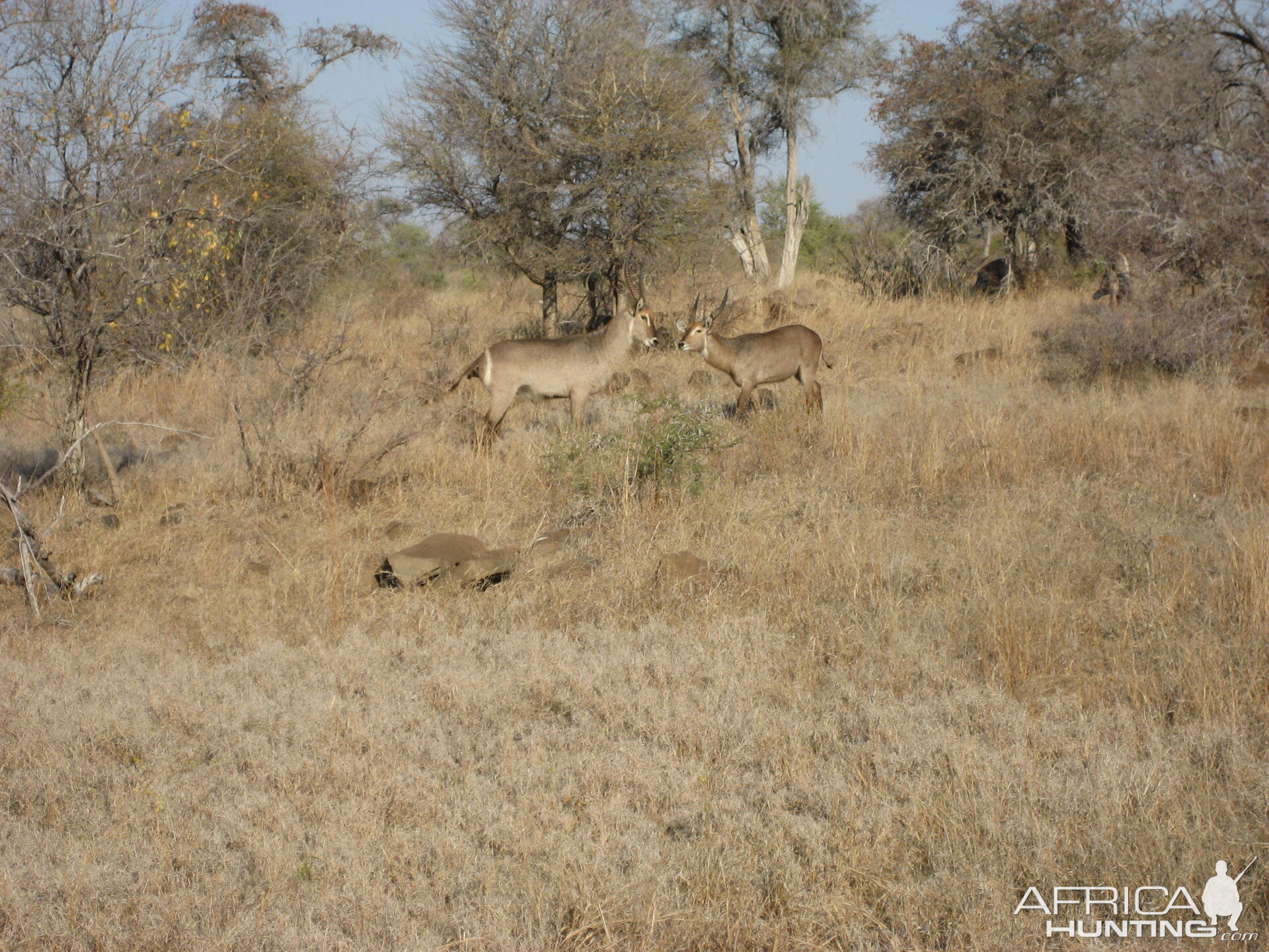 Waterbuck South Africa