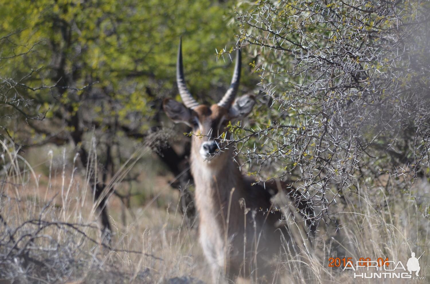 Waterbuck South Africa