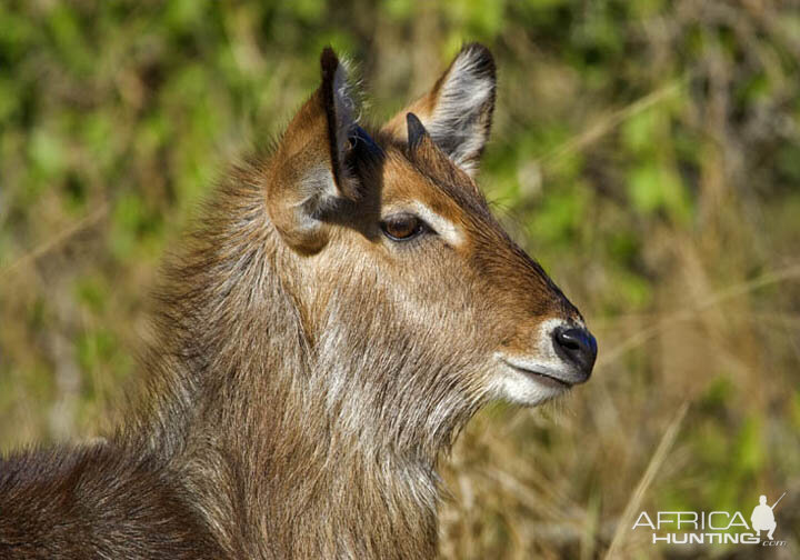 Waterbuck South Africa