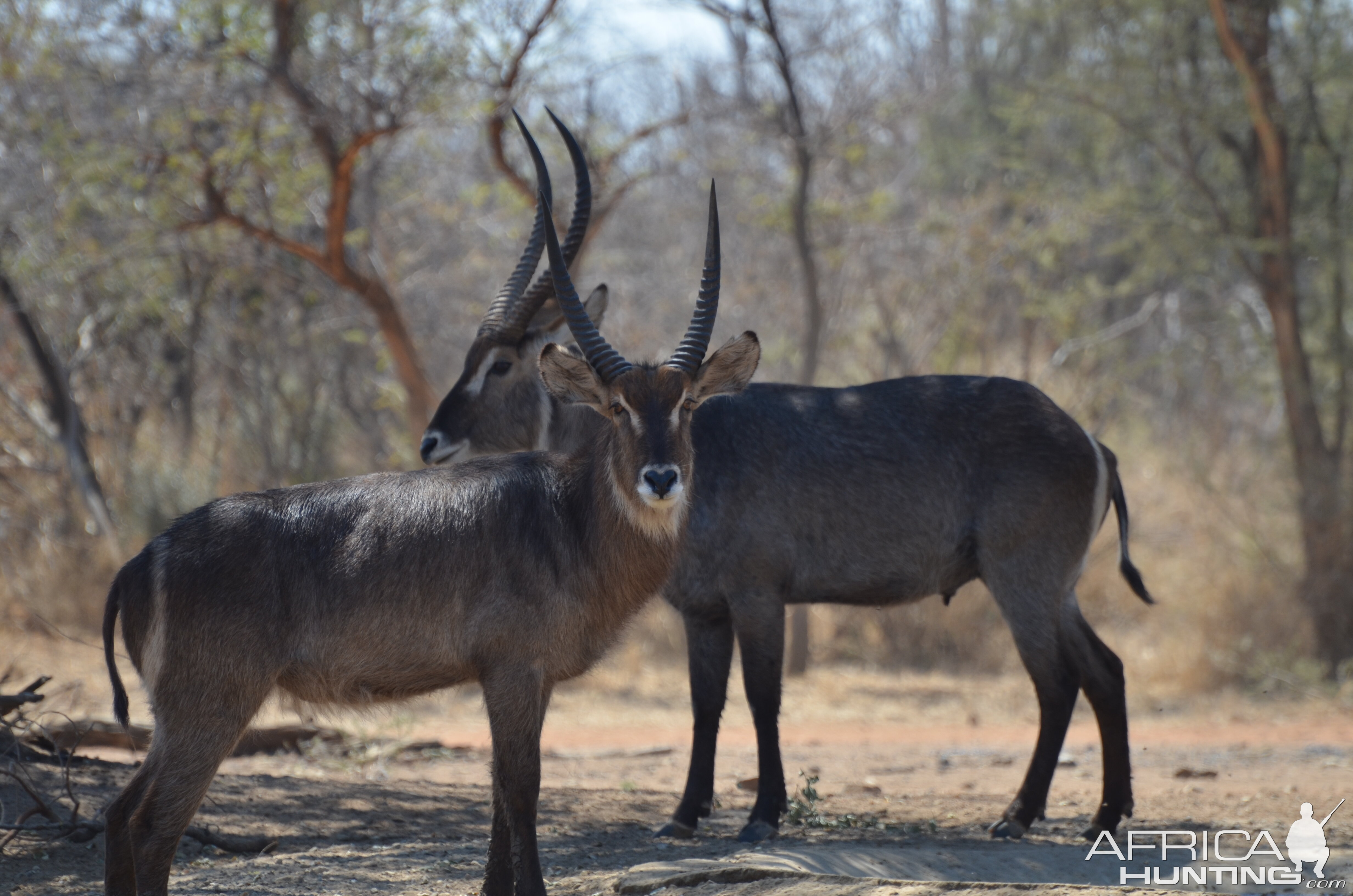 Waterbuck South Africa