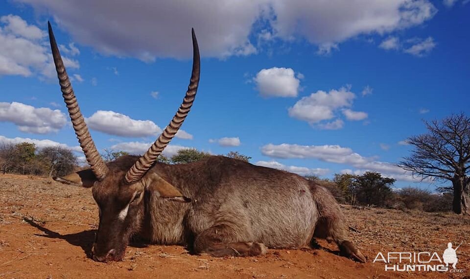 Waterbuck, South Africa