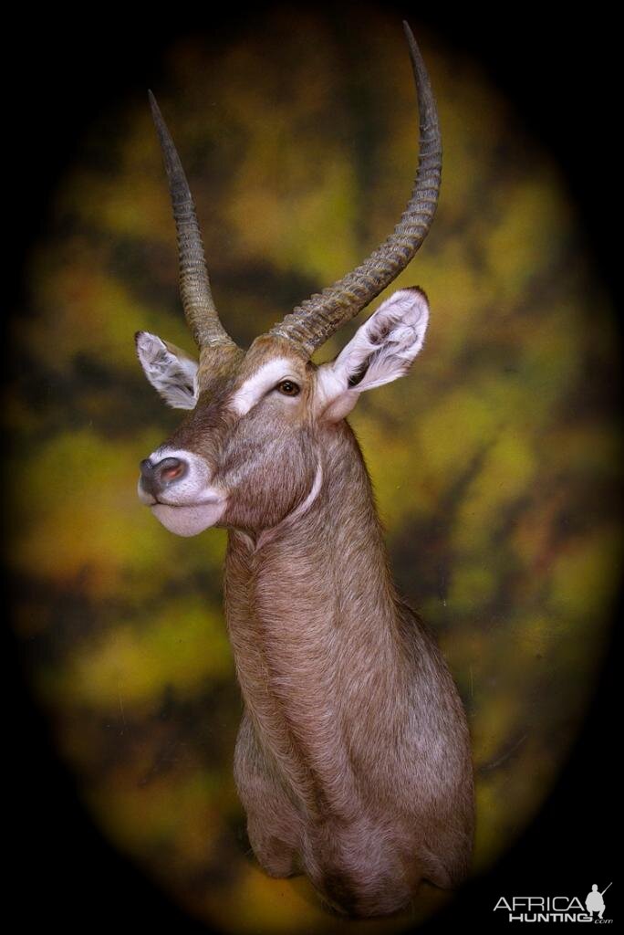 Waterbuck Taxidermy Mount