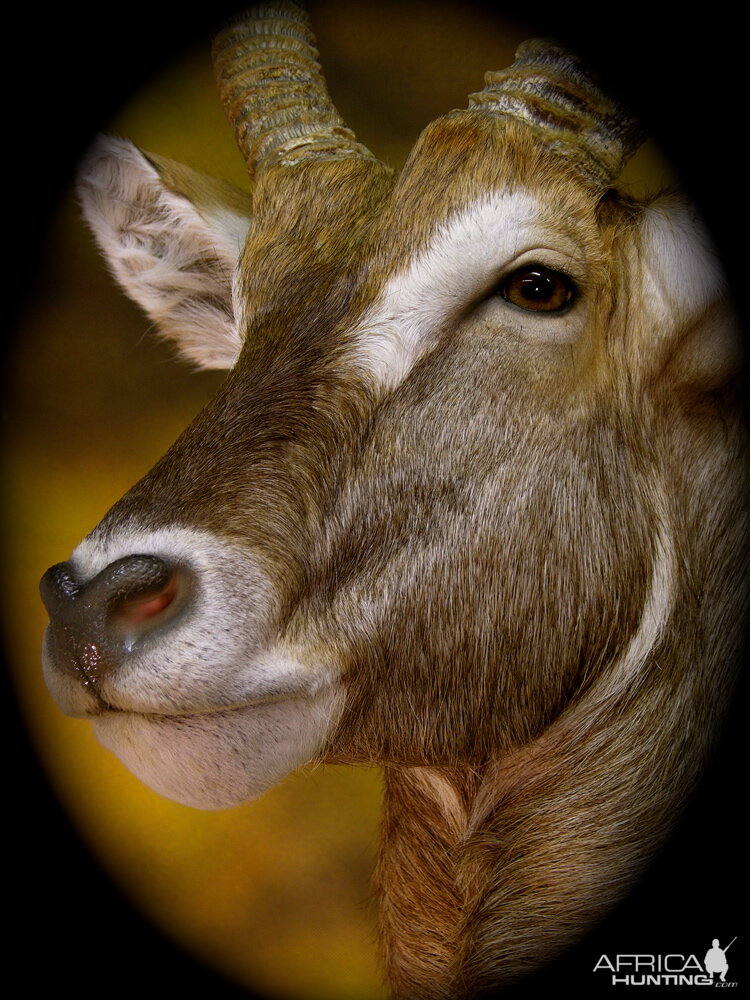 Waterbuck Taxidermy Mount