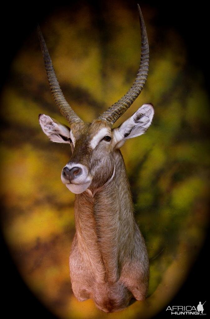 Waterbuck Taxidermy Mount