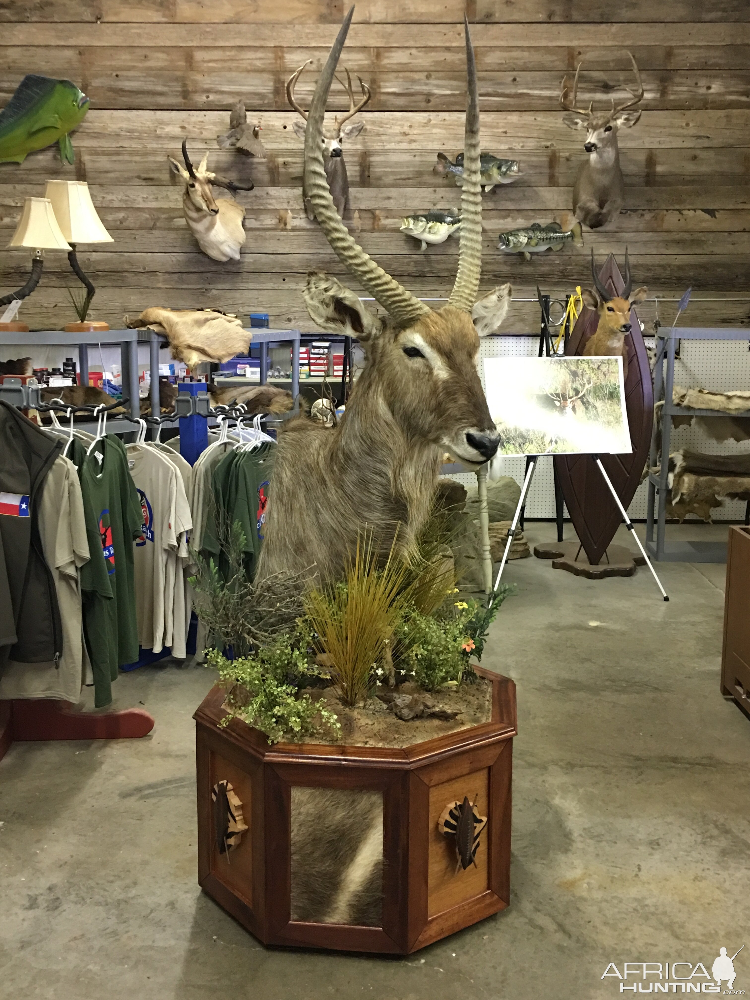 Waterbuck Taxidermy Progress