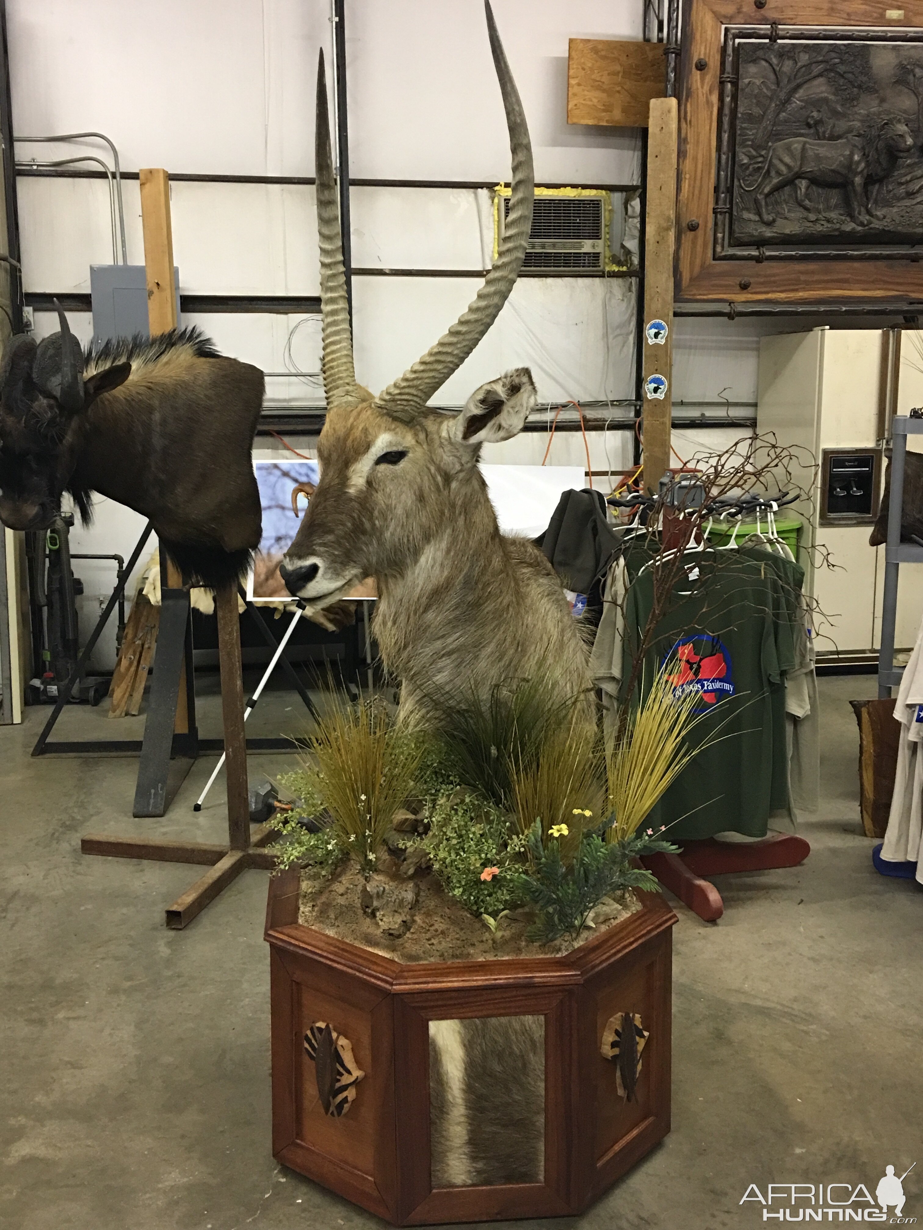 Waterbuck Taxidermy Progress