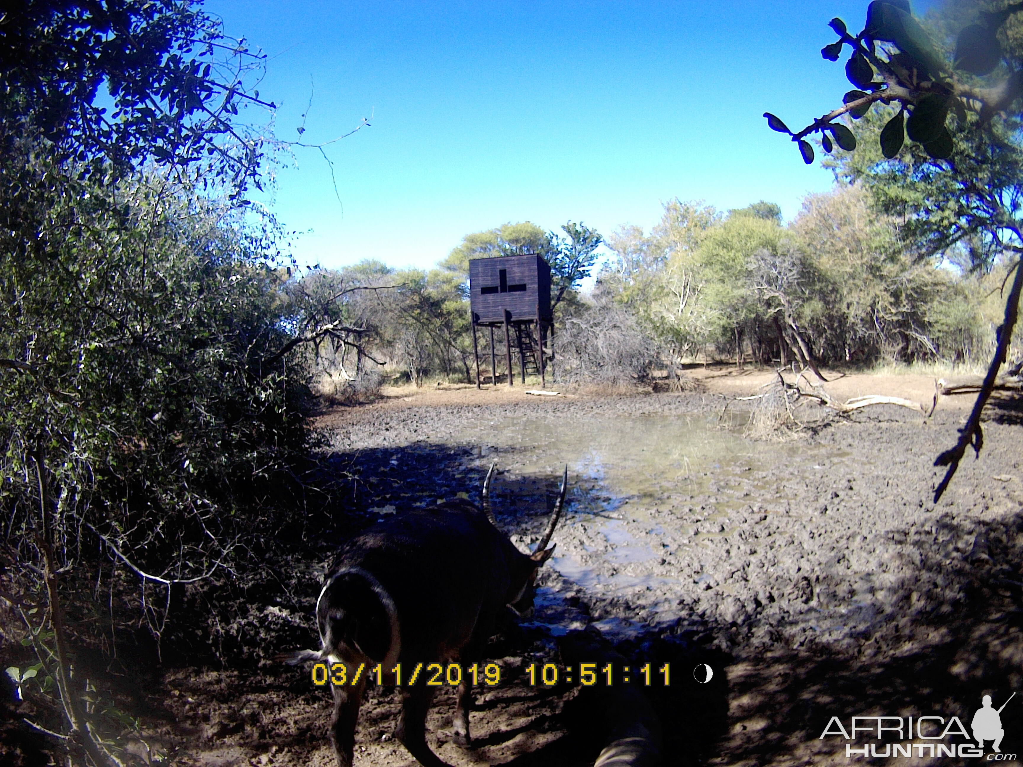 Waterbuck Trail Cam Pictures South Africa