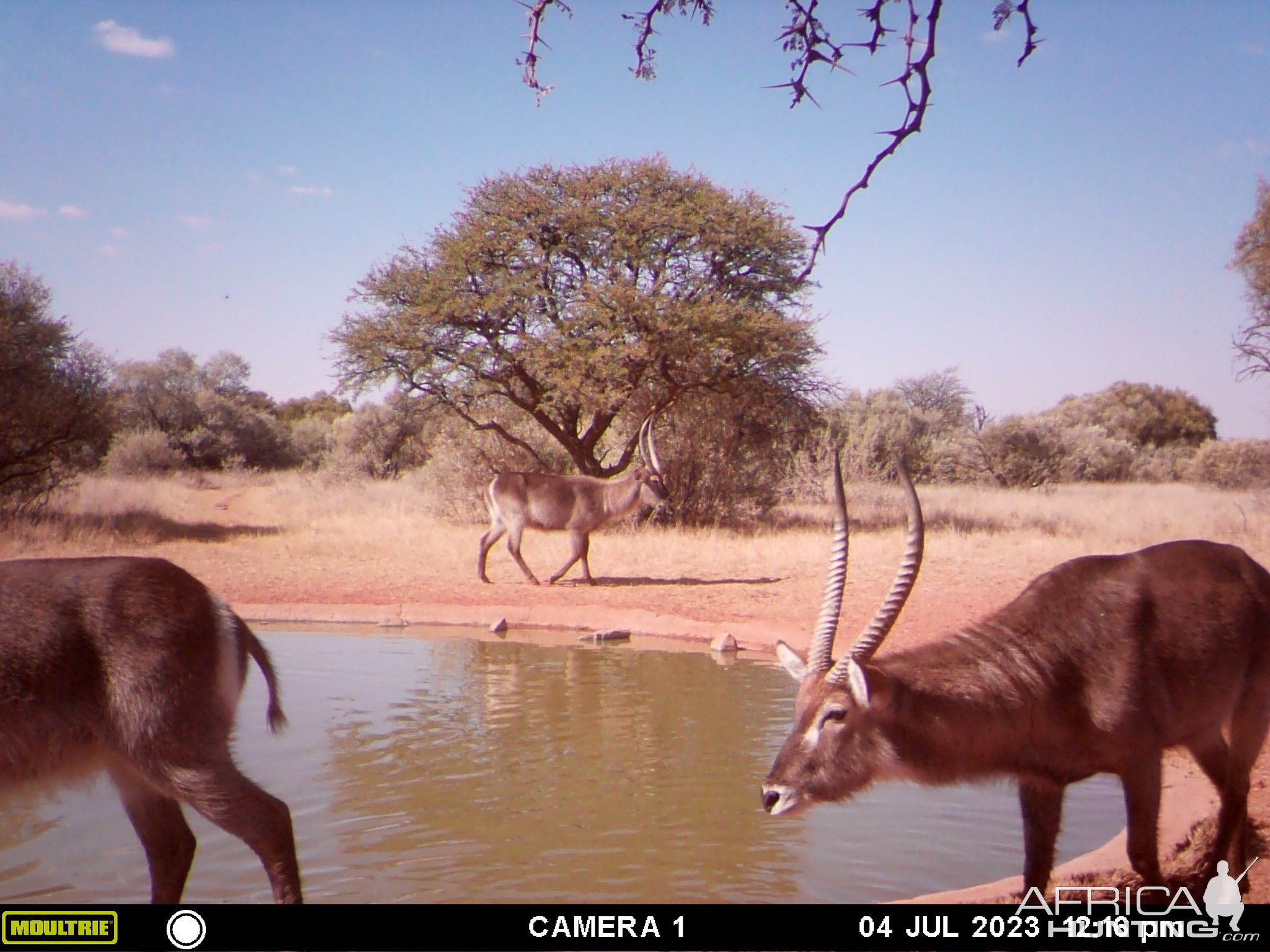 Waterbuck Trail Camera