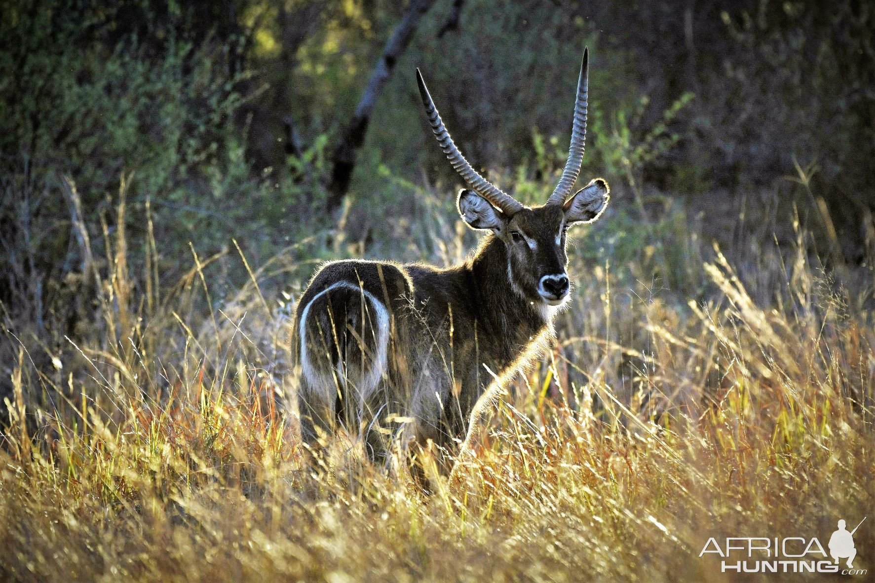 Waterbuck Waterberg Wilderness Reserve South Africa