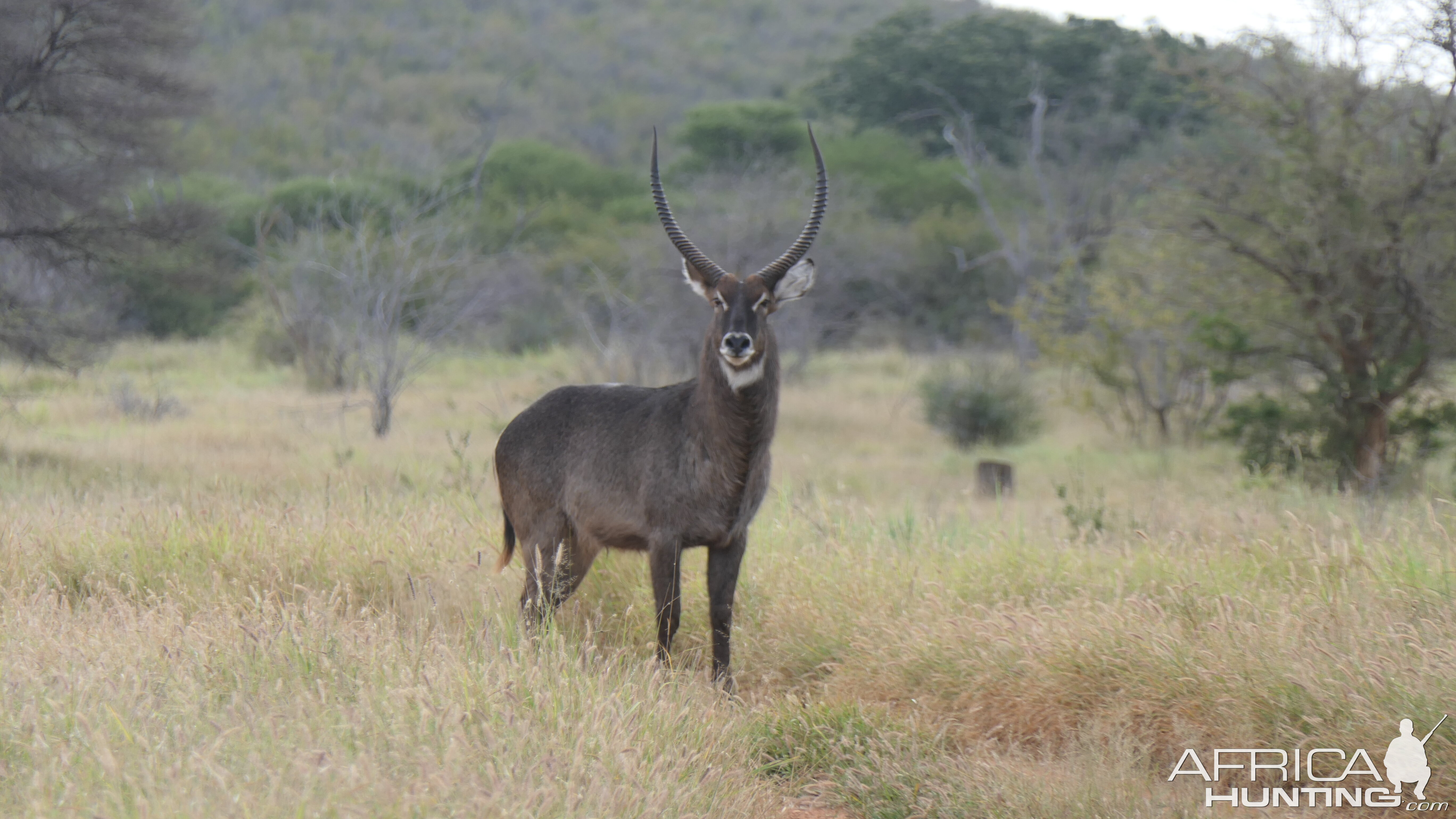 Waterbuck Wildlife South Africa