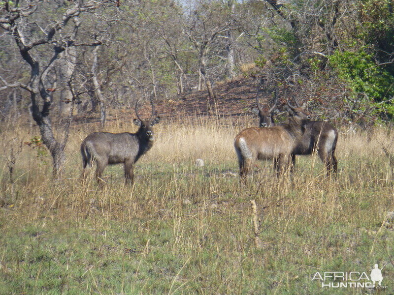 Waterbuck Wildlife Zambia