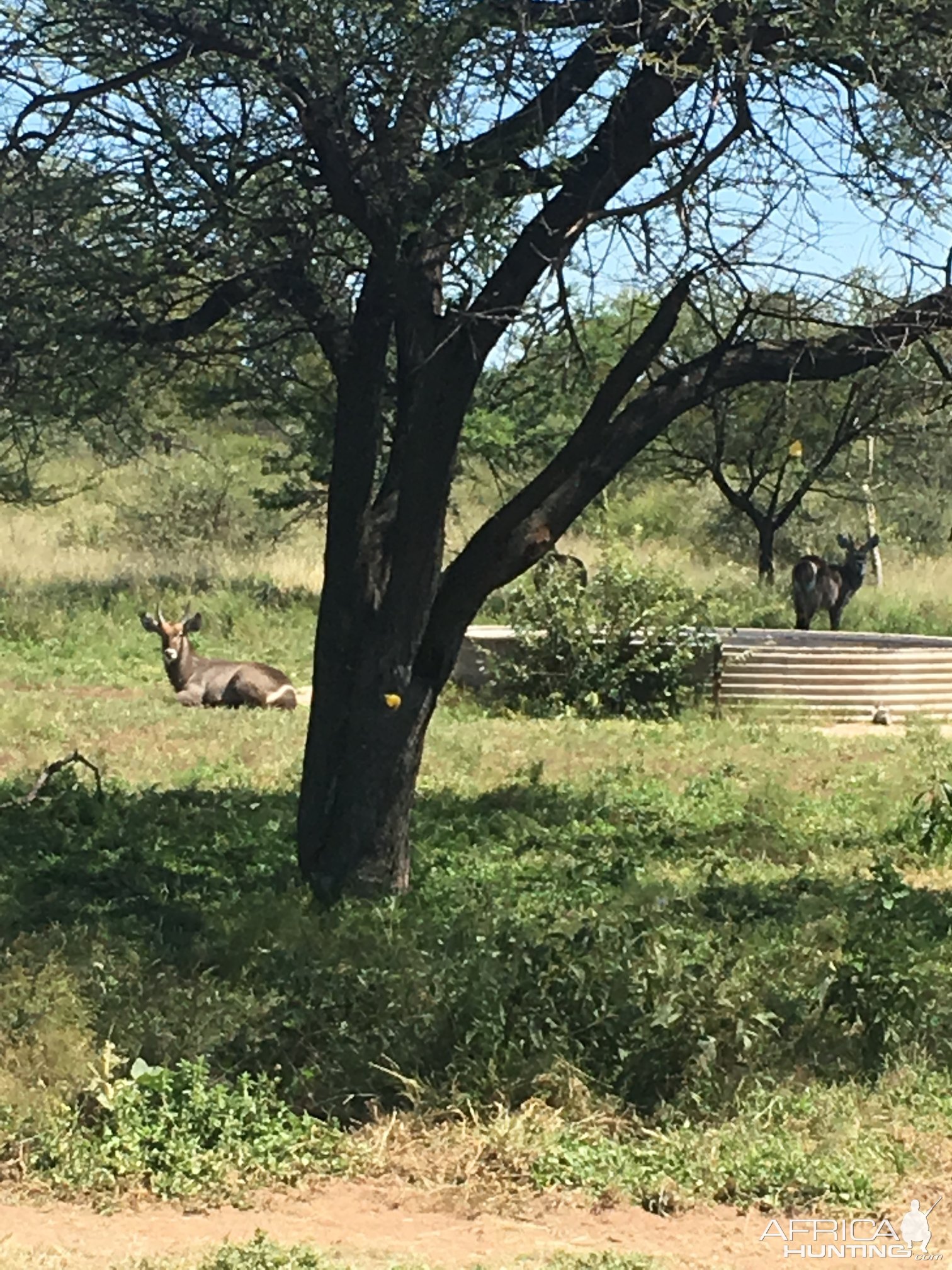 Waterbuck Youngsters South Africa