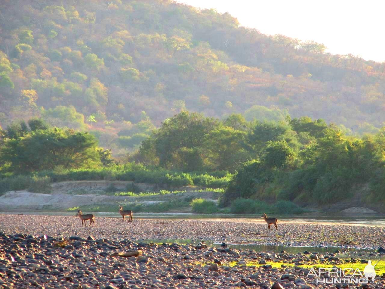 Waterbuck Zambia Wildlife