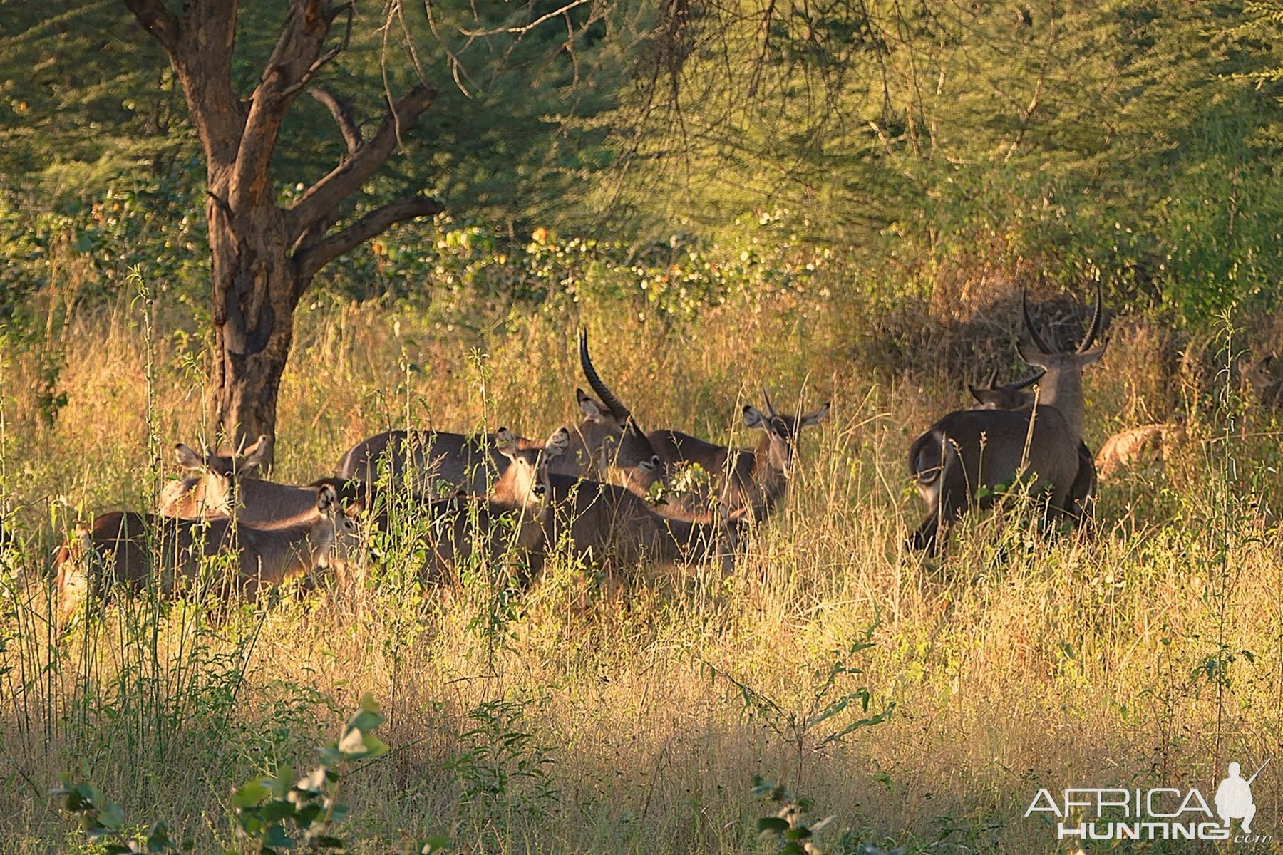 Waterbuck Zambia