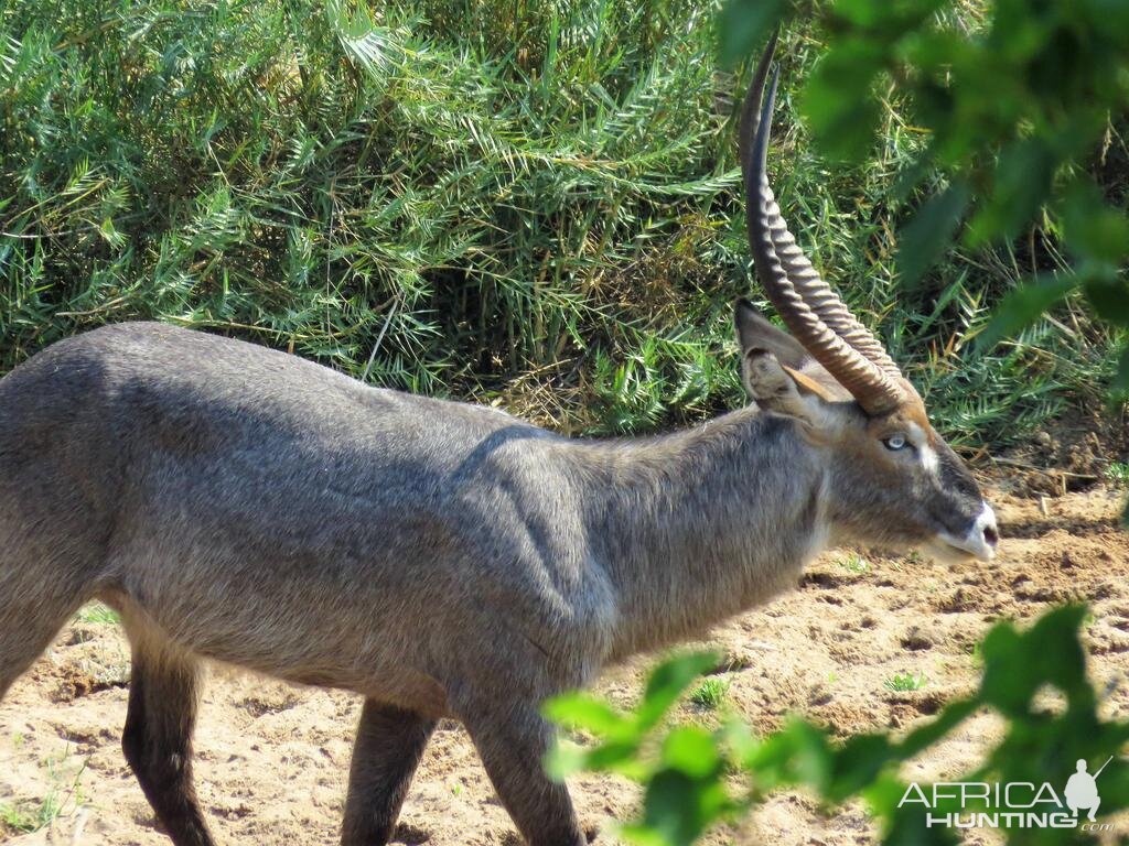 Waterbuck Zimbabwe