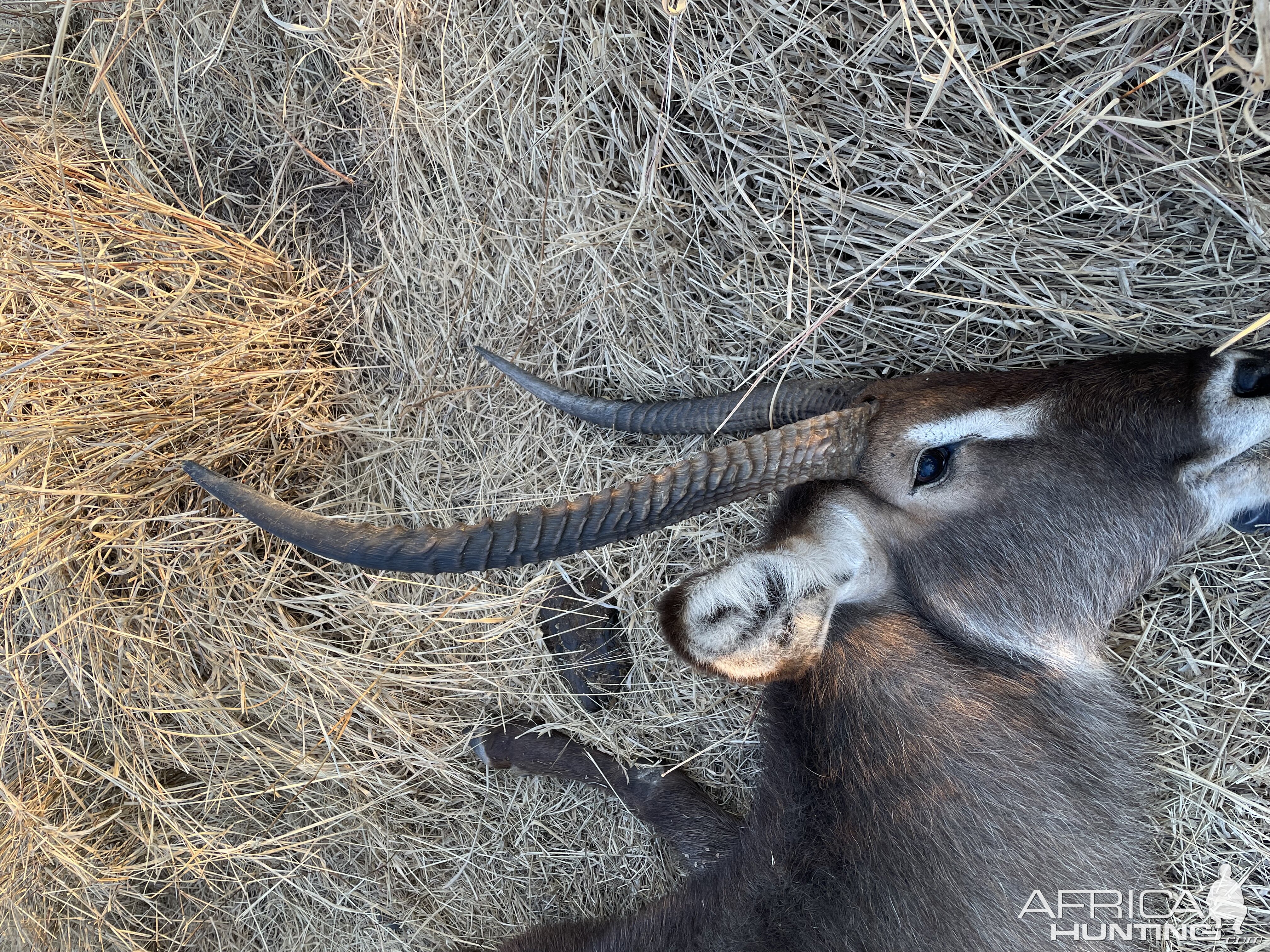 Waterbuck