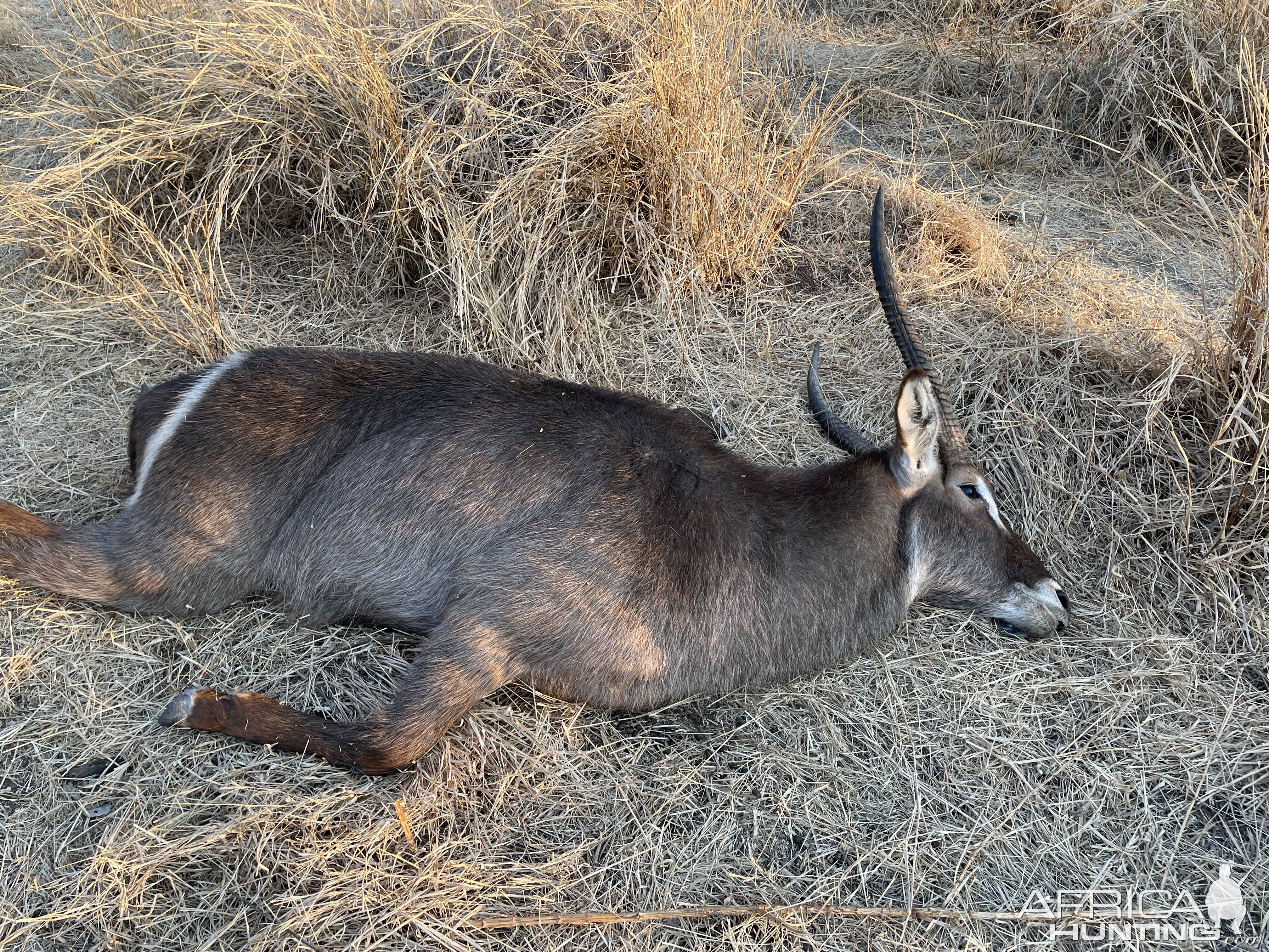 Waterbuck