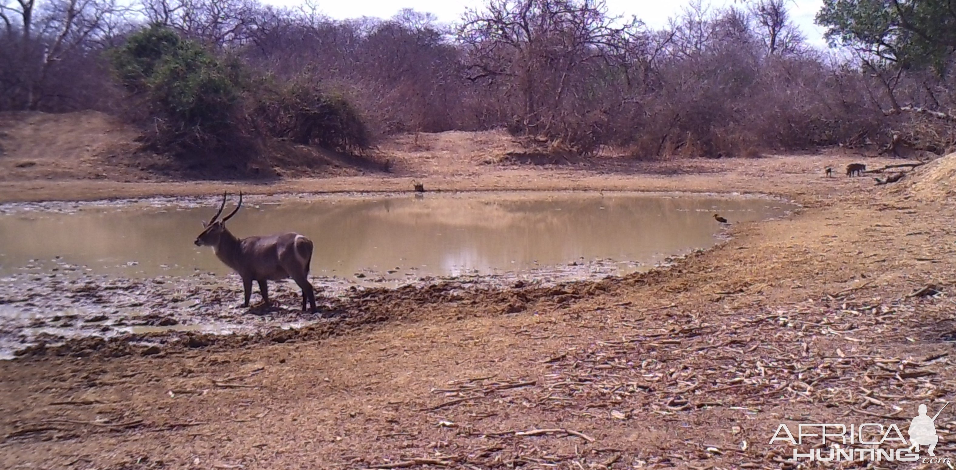 Waterbuck.