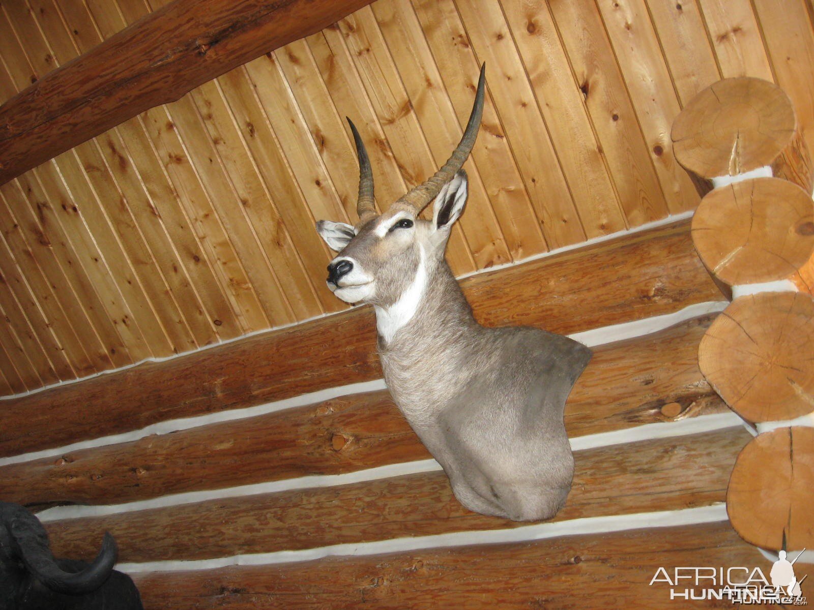 waterbuck