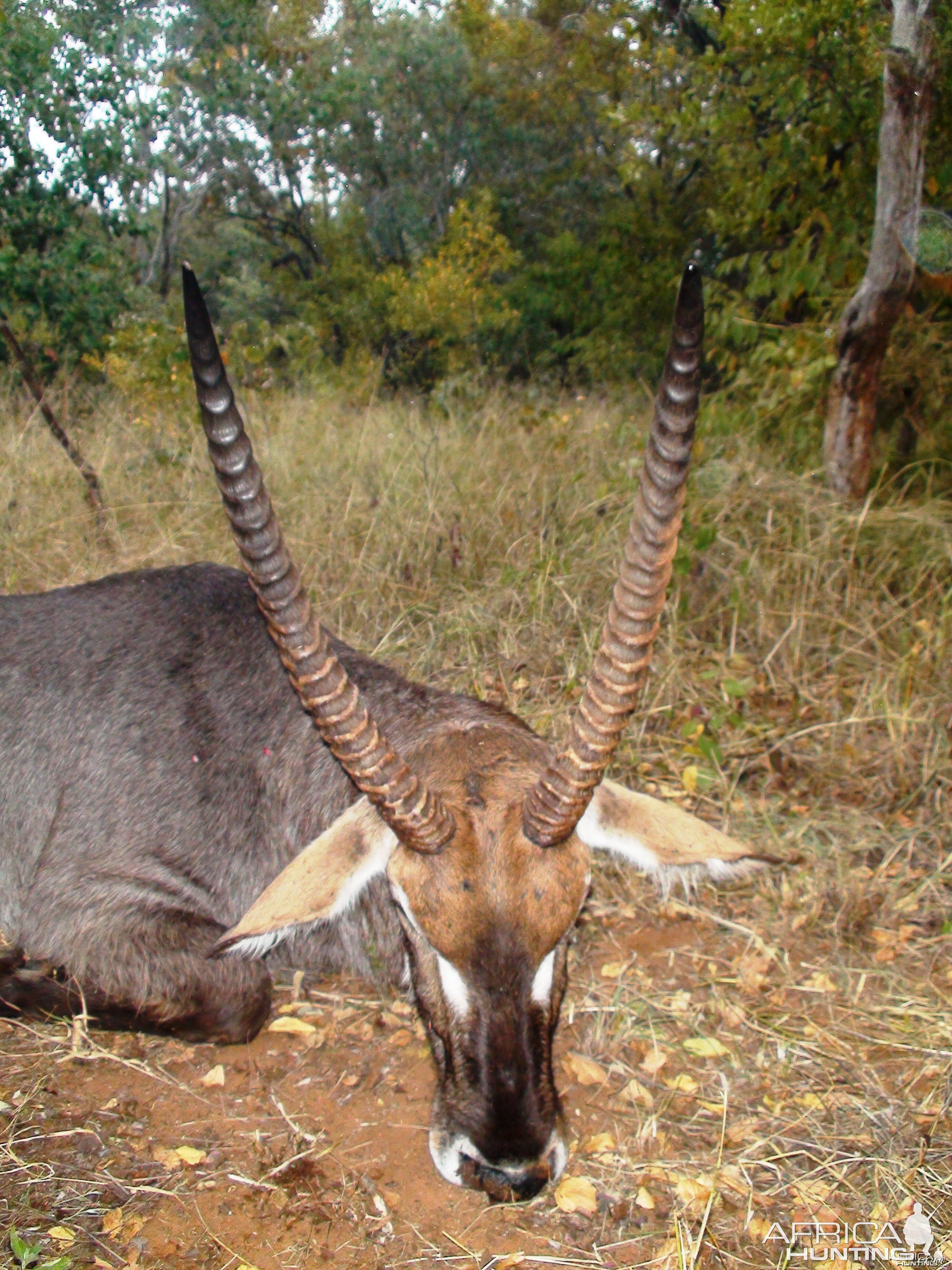 Waterbuck