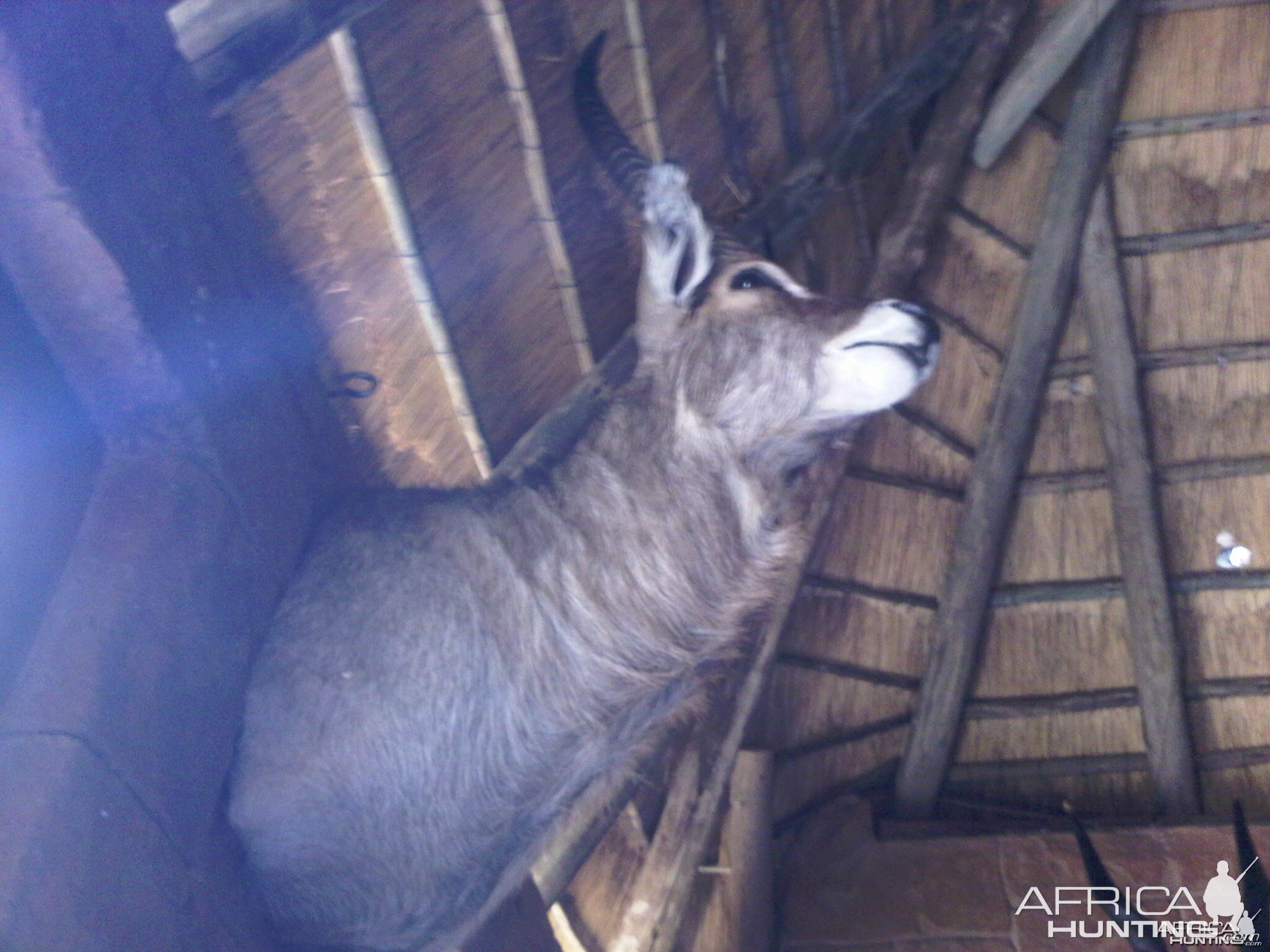 Waterbuck