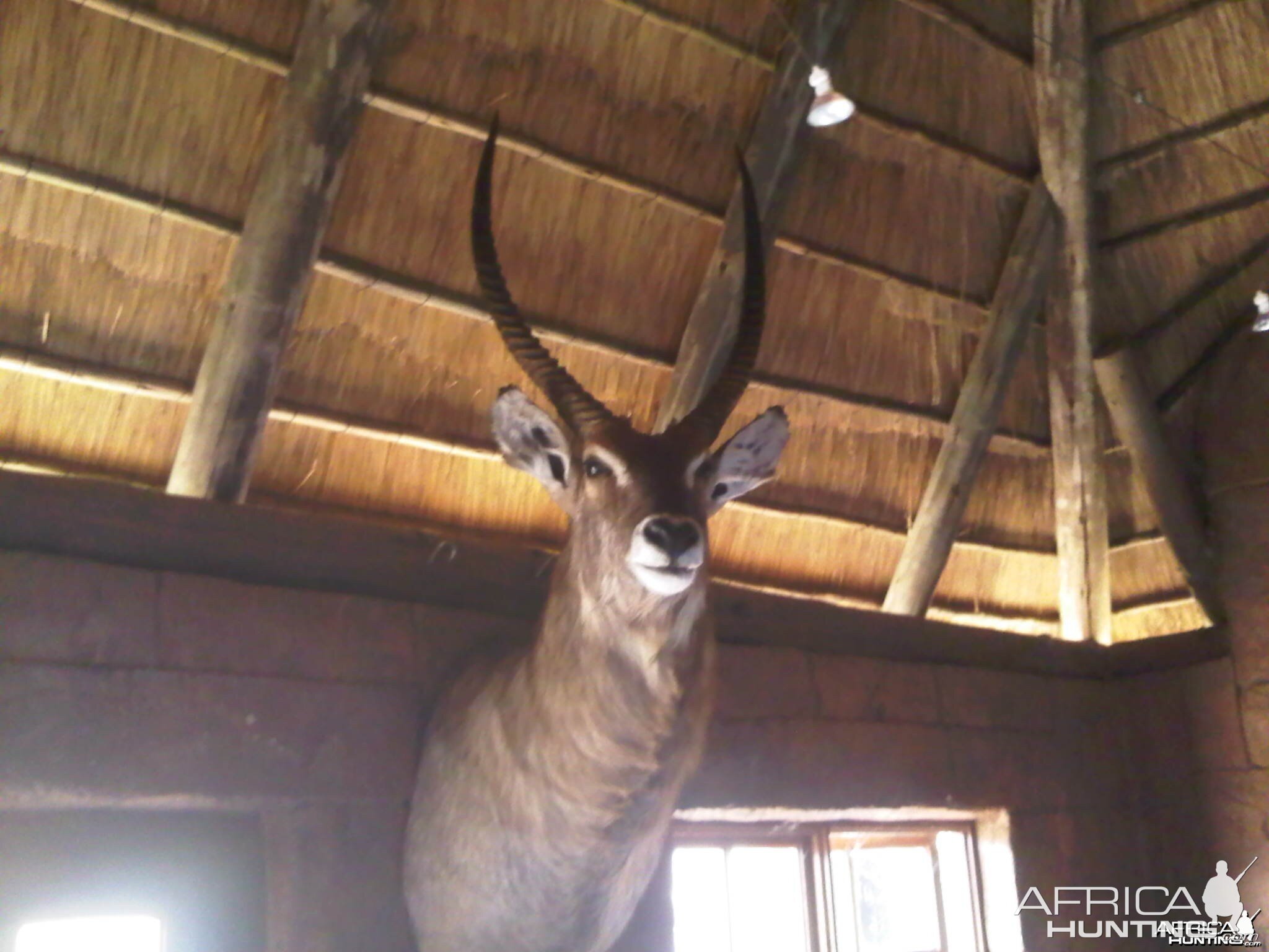 Waterbuck