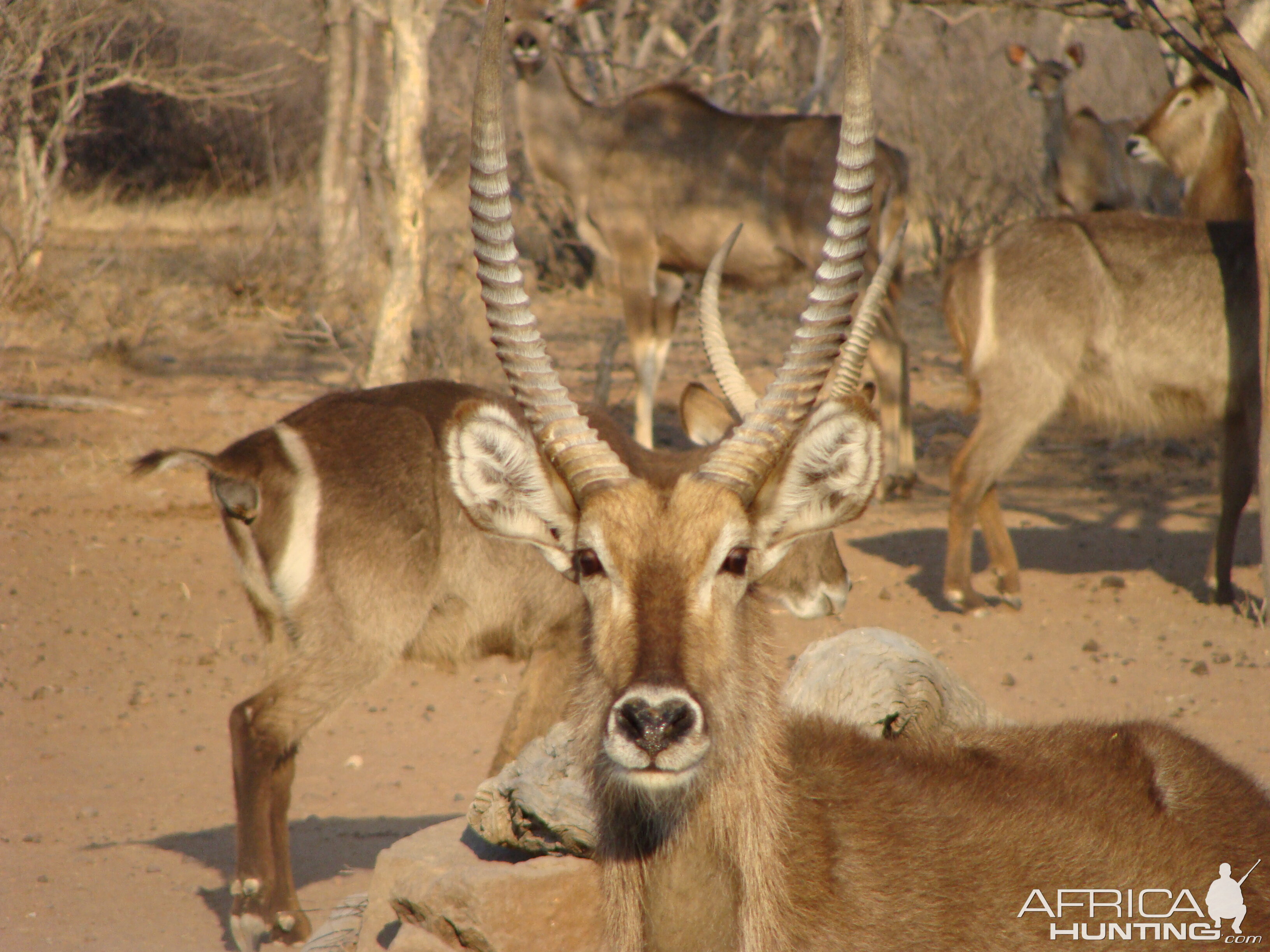 Waterbuck