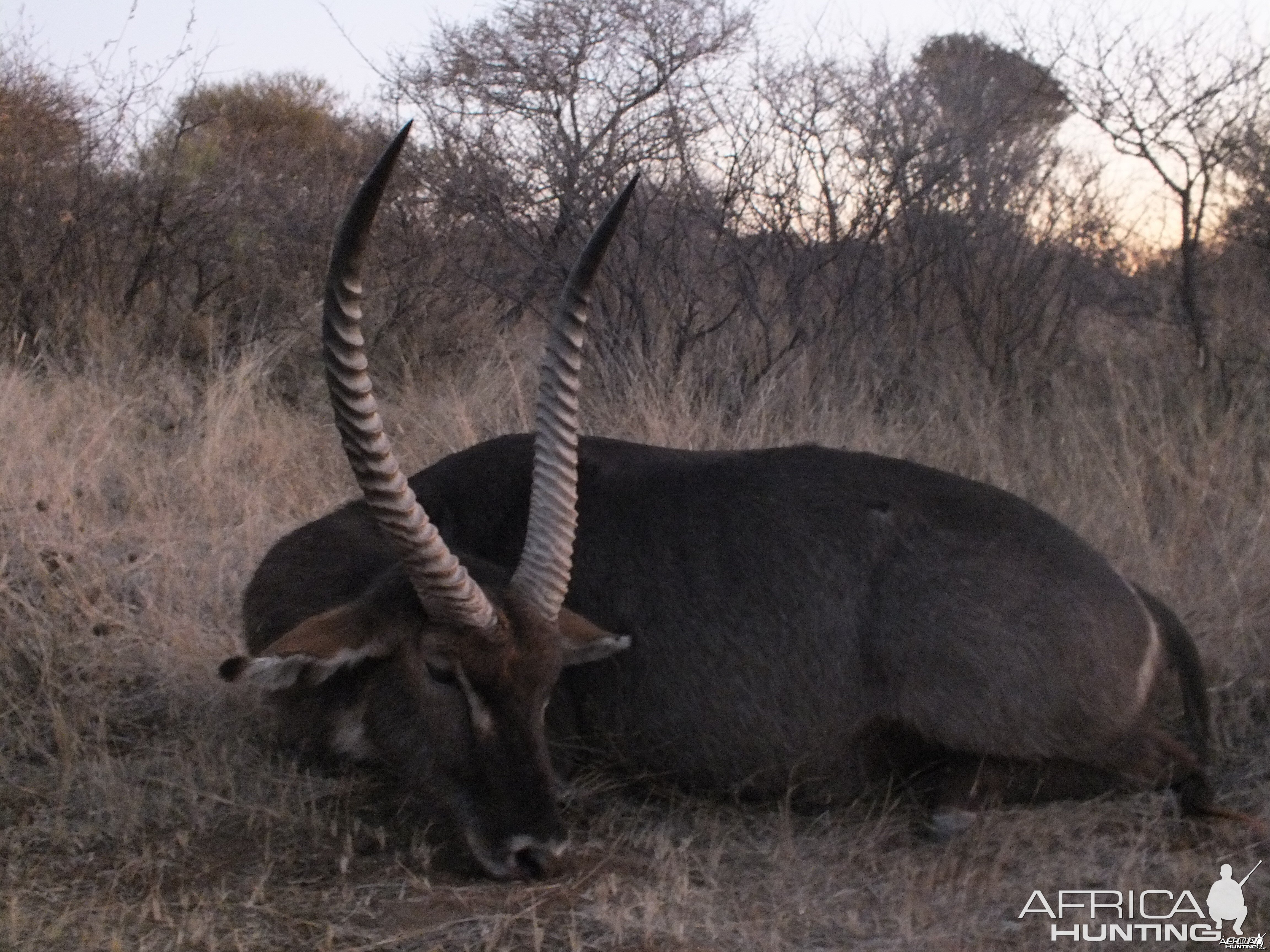 Waterbuck